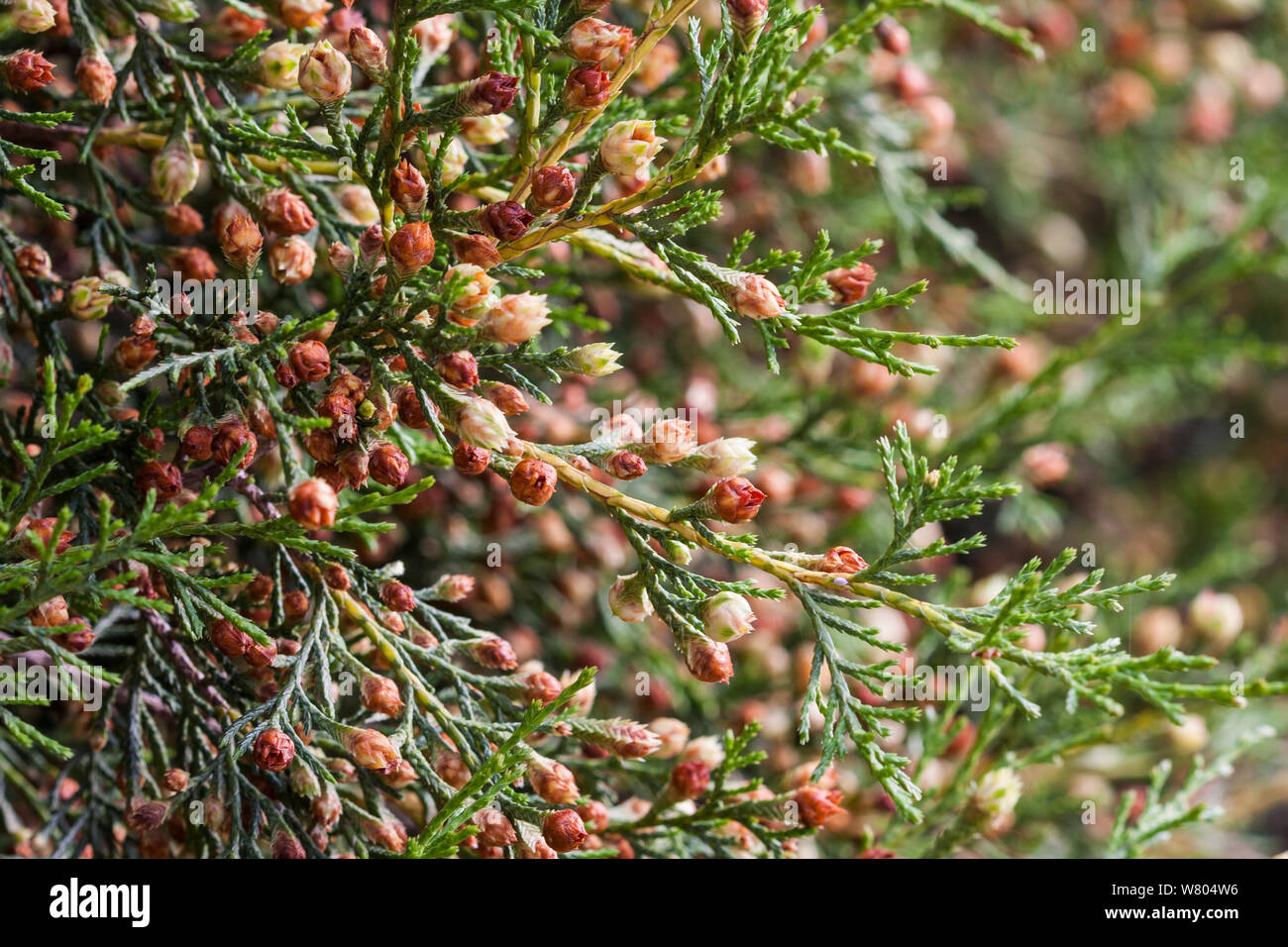 Spanish juniper tree  (Juniperus thurifera) flowers, Spain, June. Stock Photo