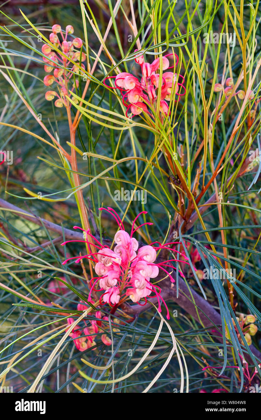 Johnson&#39;s grevillea (Grevillea johnsonii) flowers, cultivated plant occurs in Australia. Stock Photo