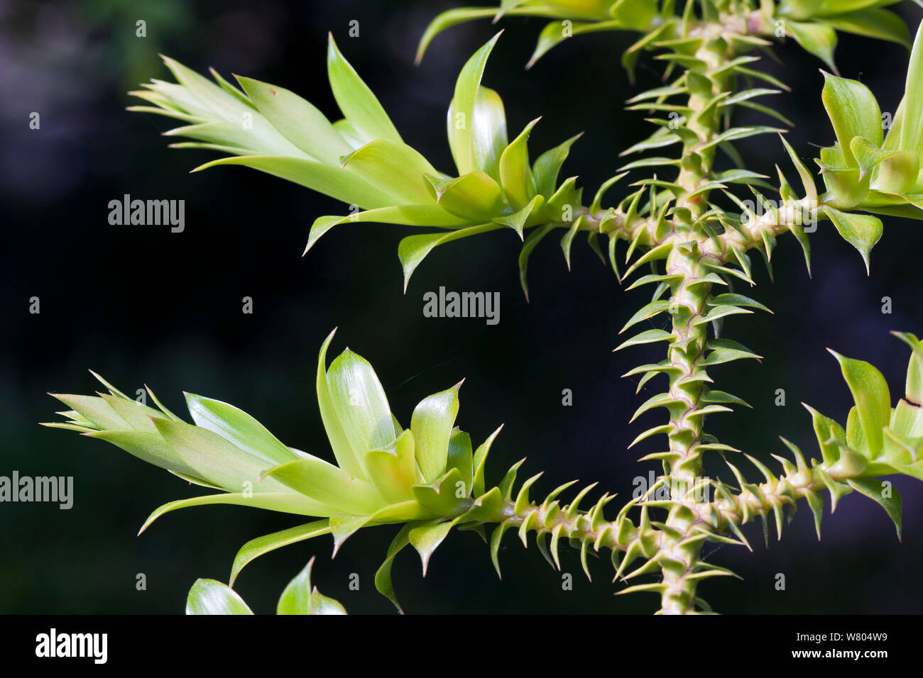 Bunya pine (Araucaria bidwillii) leaves, cultivated plant, occurs in Australia. Stock Photo