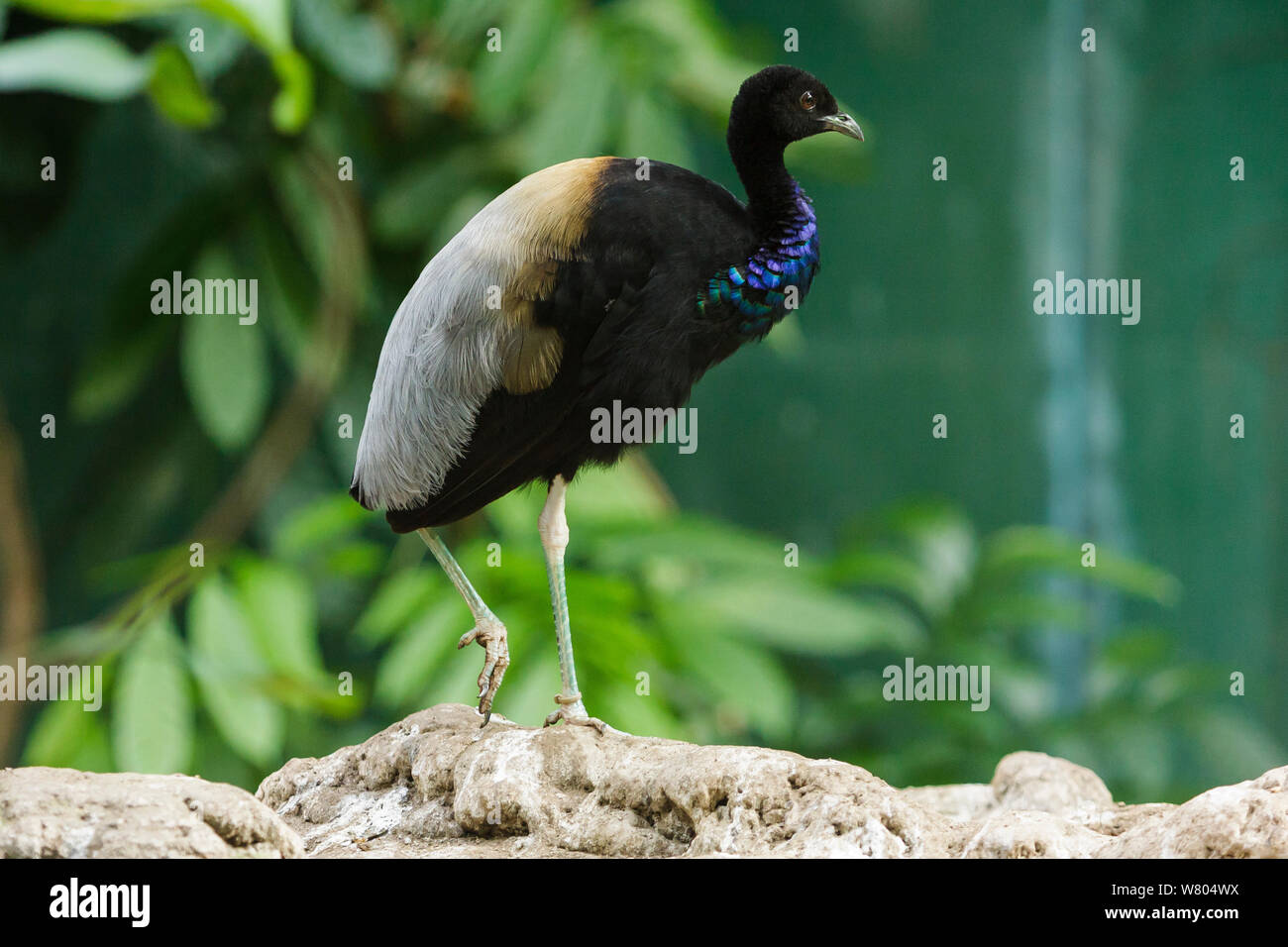 Grey-winged trumpeter (Psophia crepitans) captive, occurs in South America. Stock Photo