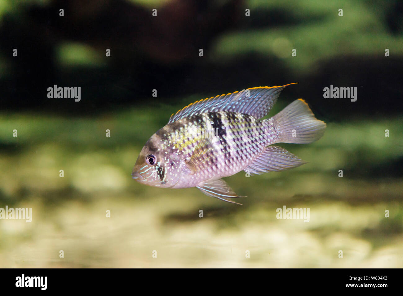 Blue acara (Andinoacara pulcher) captive, occurs in South and Central America. Stock Photo