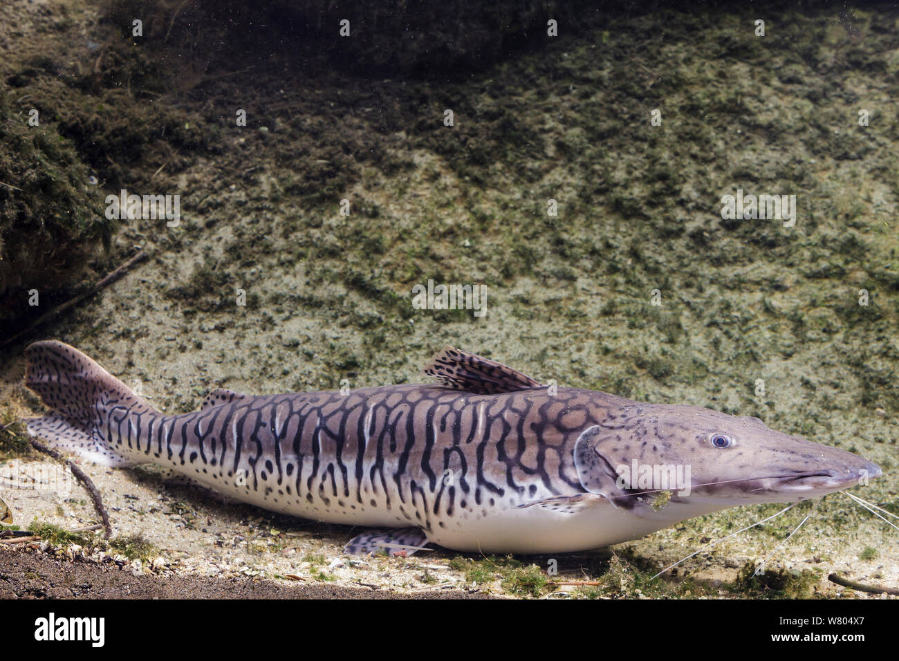 Tiger catfish (Pseudoplatystoma tigrinum) captive, occurs in Brazil