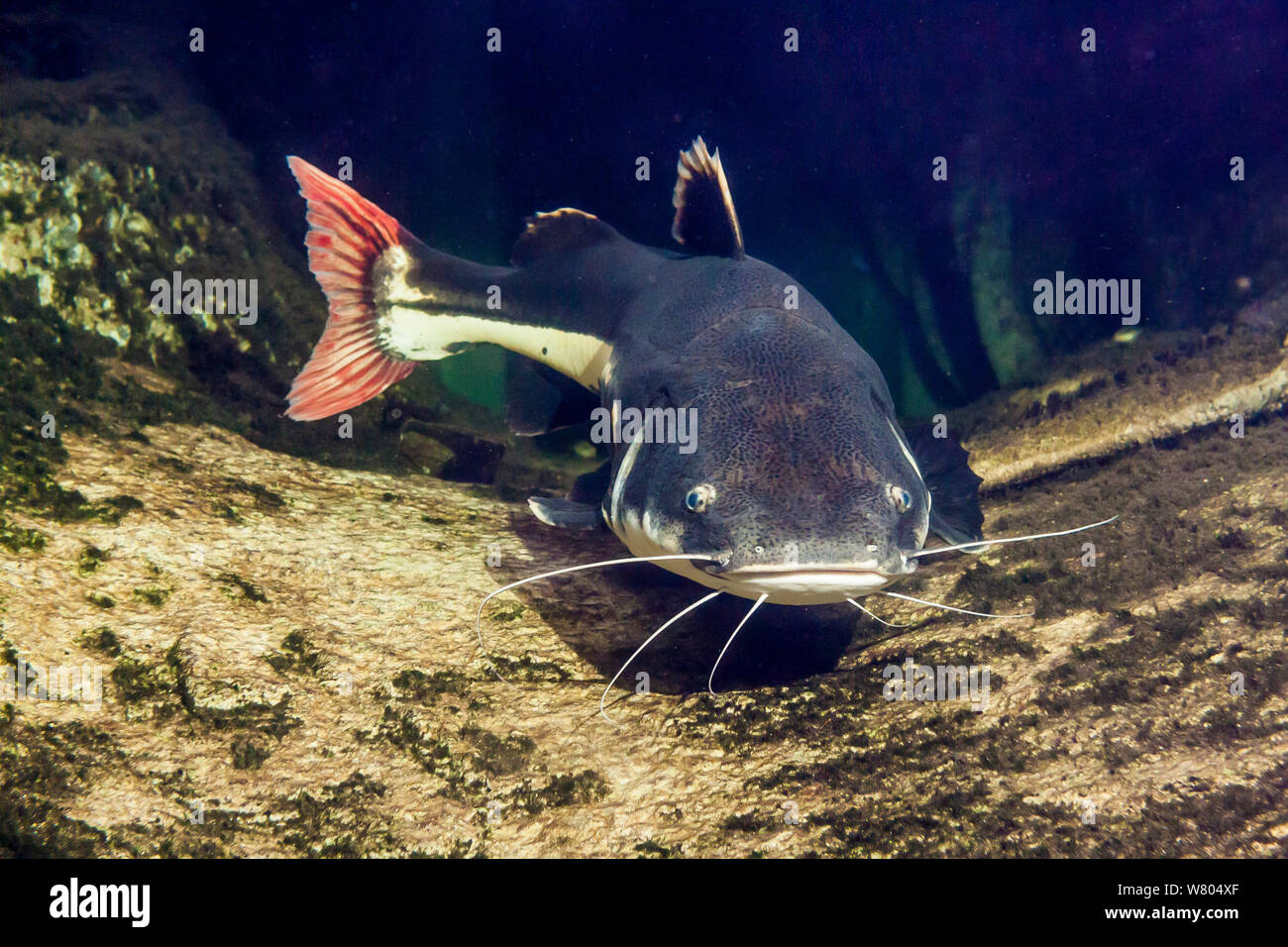 Redtail catfish (Phractocephalus hemioliopterus) captive, occurs in  South America. Stock Photo