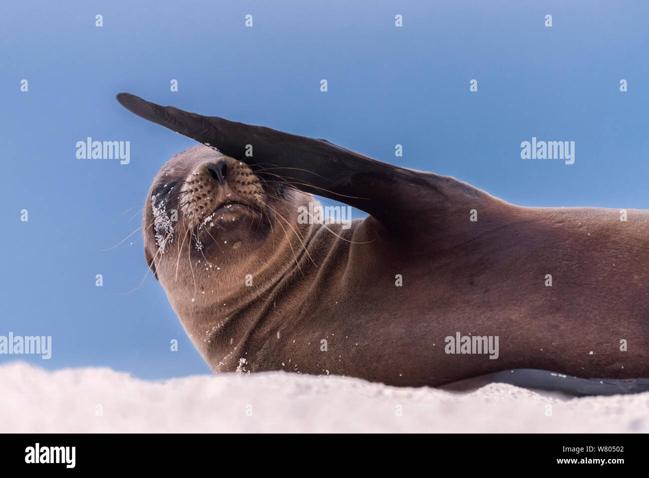 Galapagos sea lion (Zalophus californianus) resting on sand, with flipper on face, Mosquera Islet, Galapagos Islands, Ecuador. Stock Photo