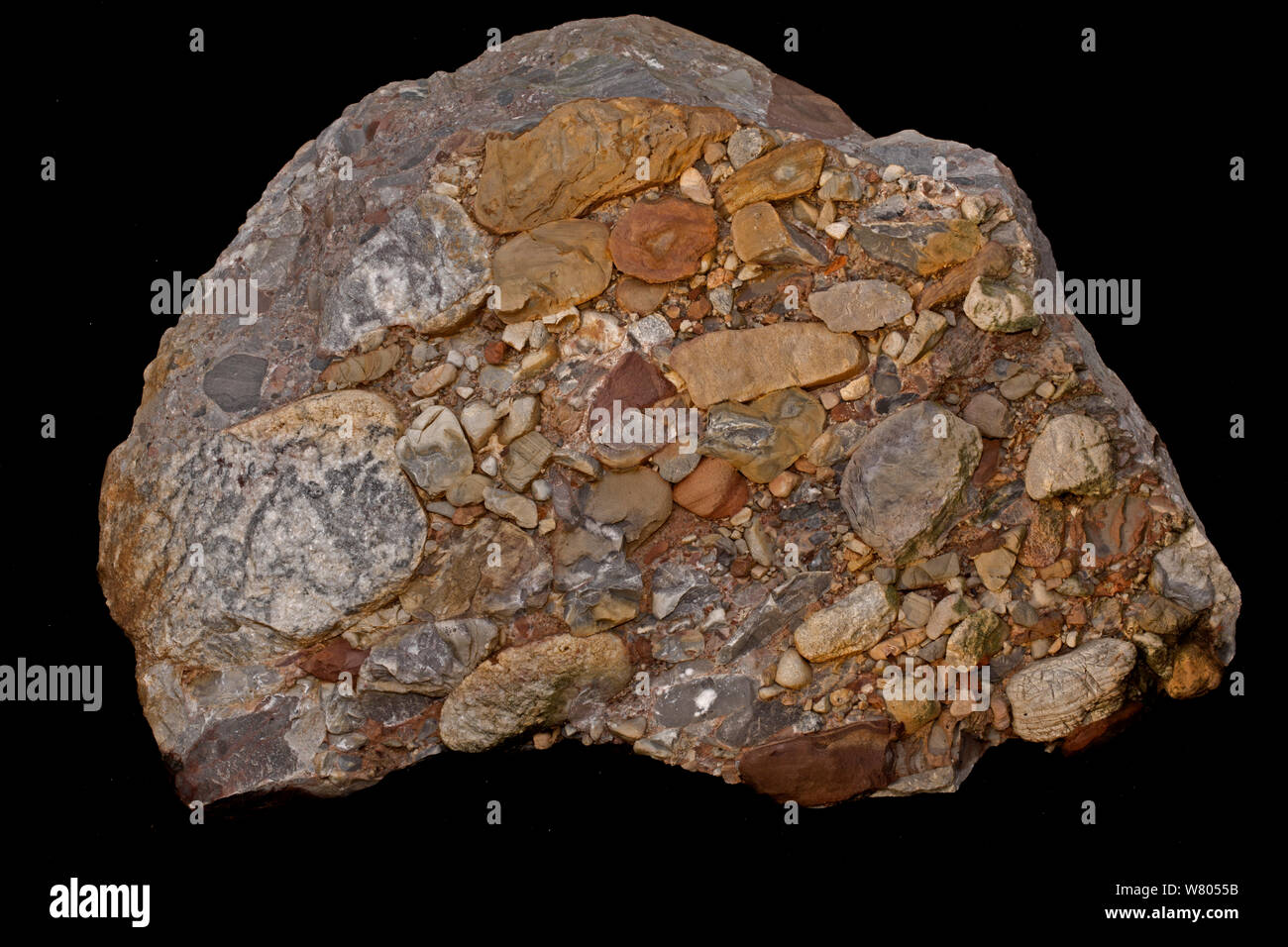 Leesburg conglomerate rock, sedimentary polymictic conglomerate. Formed in the rift valley formed when the African plate split from the North American plate in the Triassic, found near Leesburg, Virginia, USA. Stock Photo