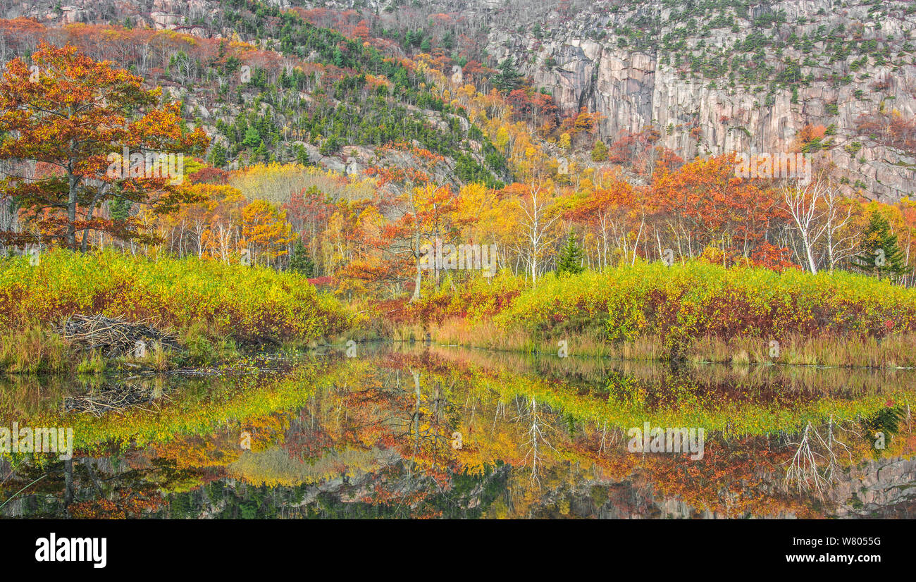 Beaver pond with autumnal trees reflected in the water, Acadia National Park, Maine, USA. October. Stock Photo