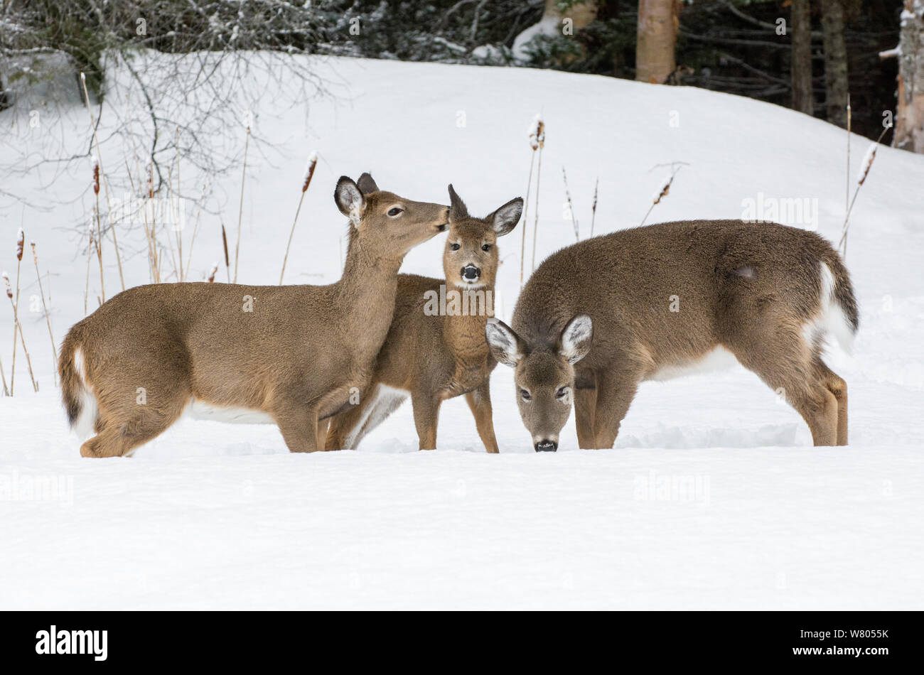 White-tailed deer (Odocoileus virginianus) females grazing in snow,  Acadia National Park, Maine, USA. February. Stock Photo