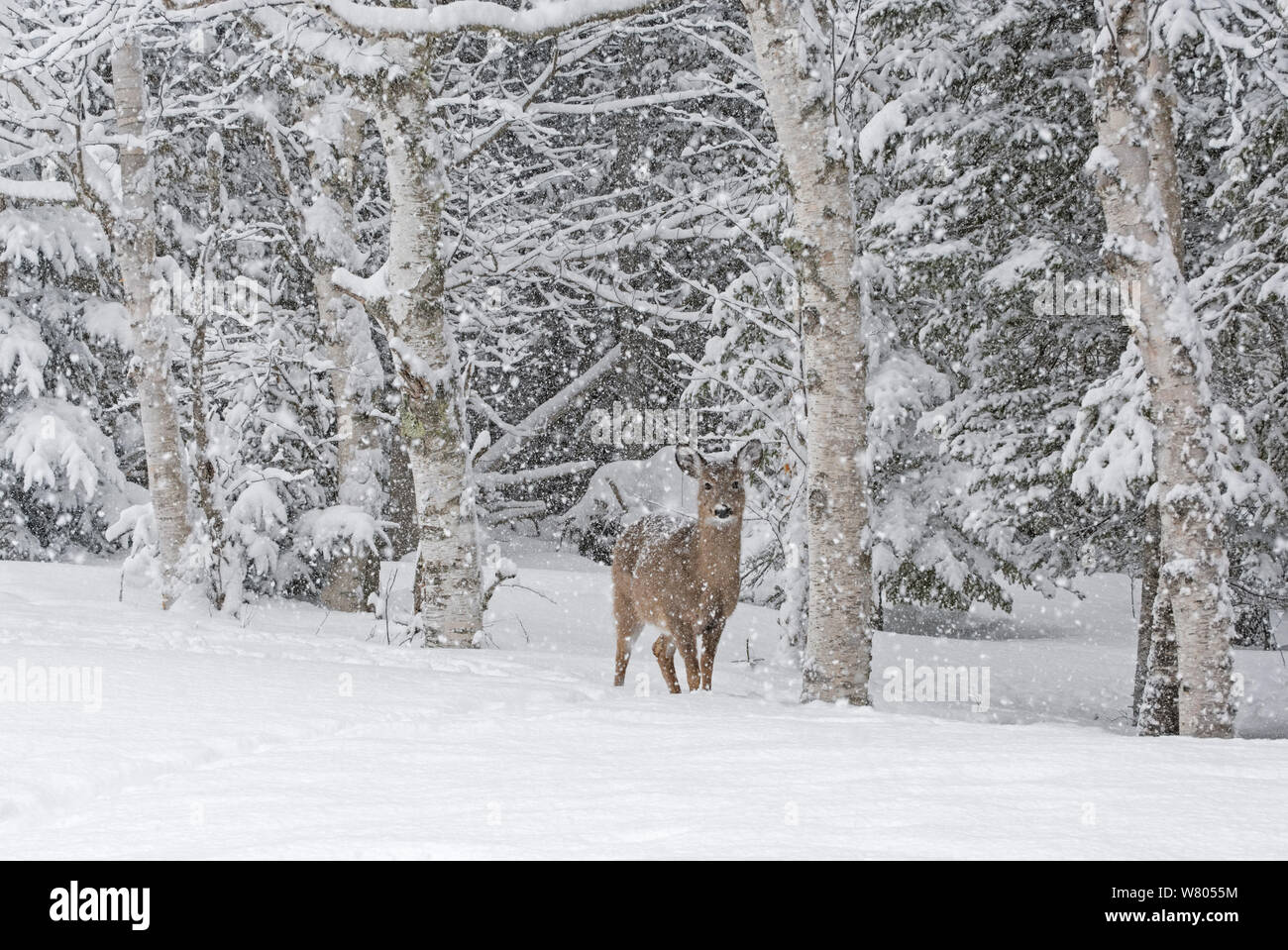 White-tailed deer (Odocoileus virginianus) females in snow,  Acadia National Park, Maine, USA. February. Stock Photo