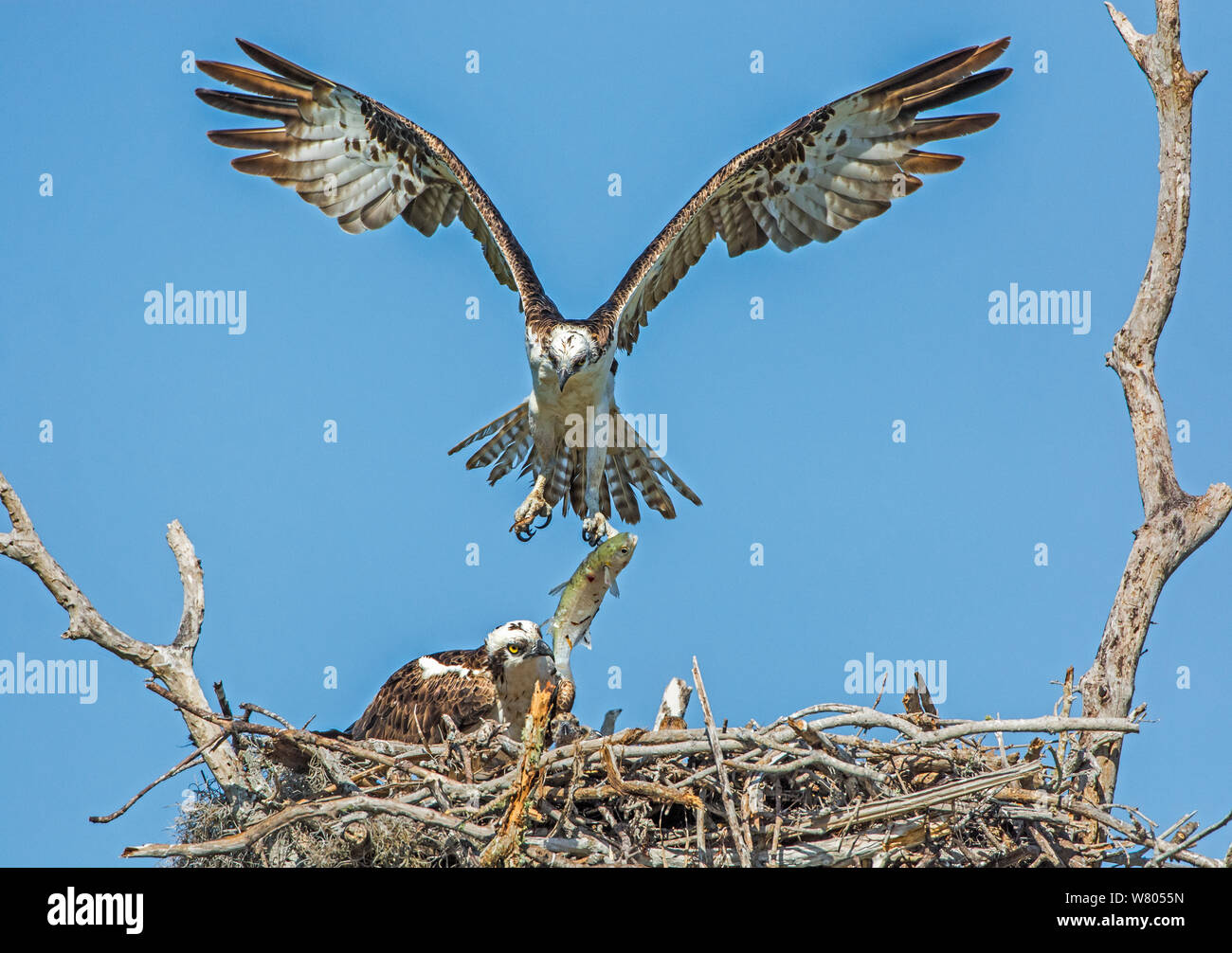 Osprey (Pandion haliaetus) flying to nest with fish prey,  Everglades National Park, Florida, USA. March. Stock Photo