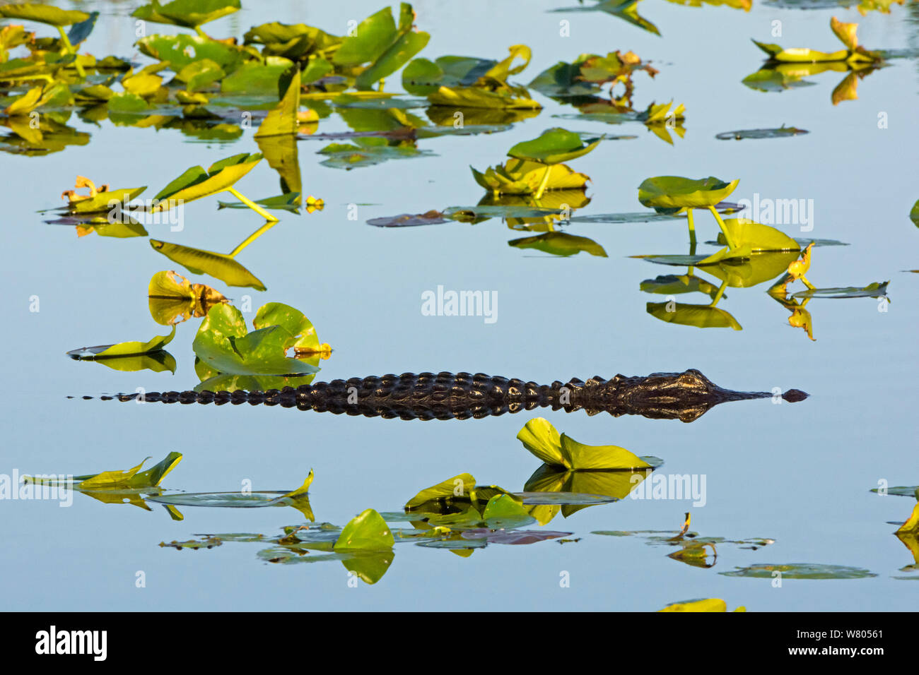 American alligator (Alligator mississippiensis) Everglades National Park, Florida, USA, March. Stock Photo