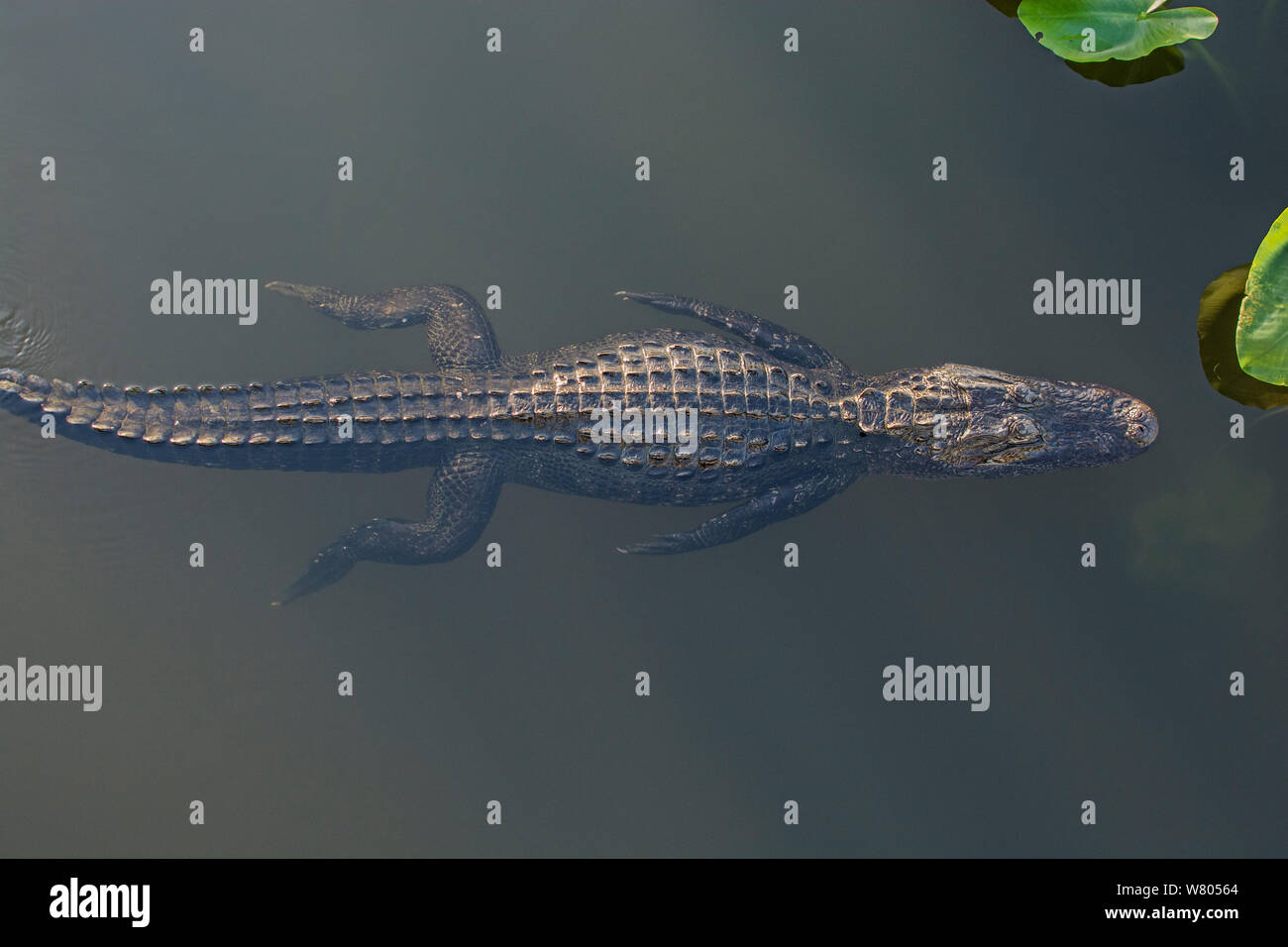 American alligator (Alligator mississippiensis) swimming, viewed from above, Everglades National Park, Florida, USA, March. Stock Photo