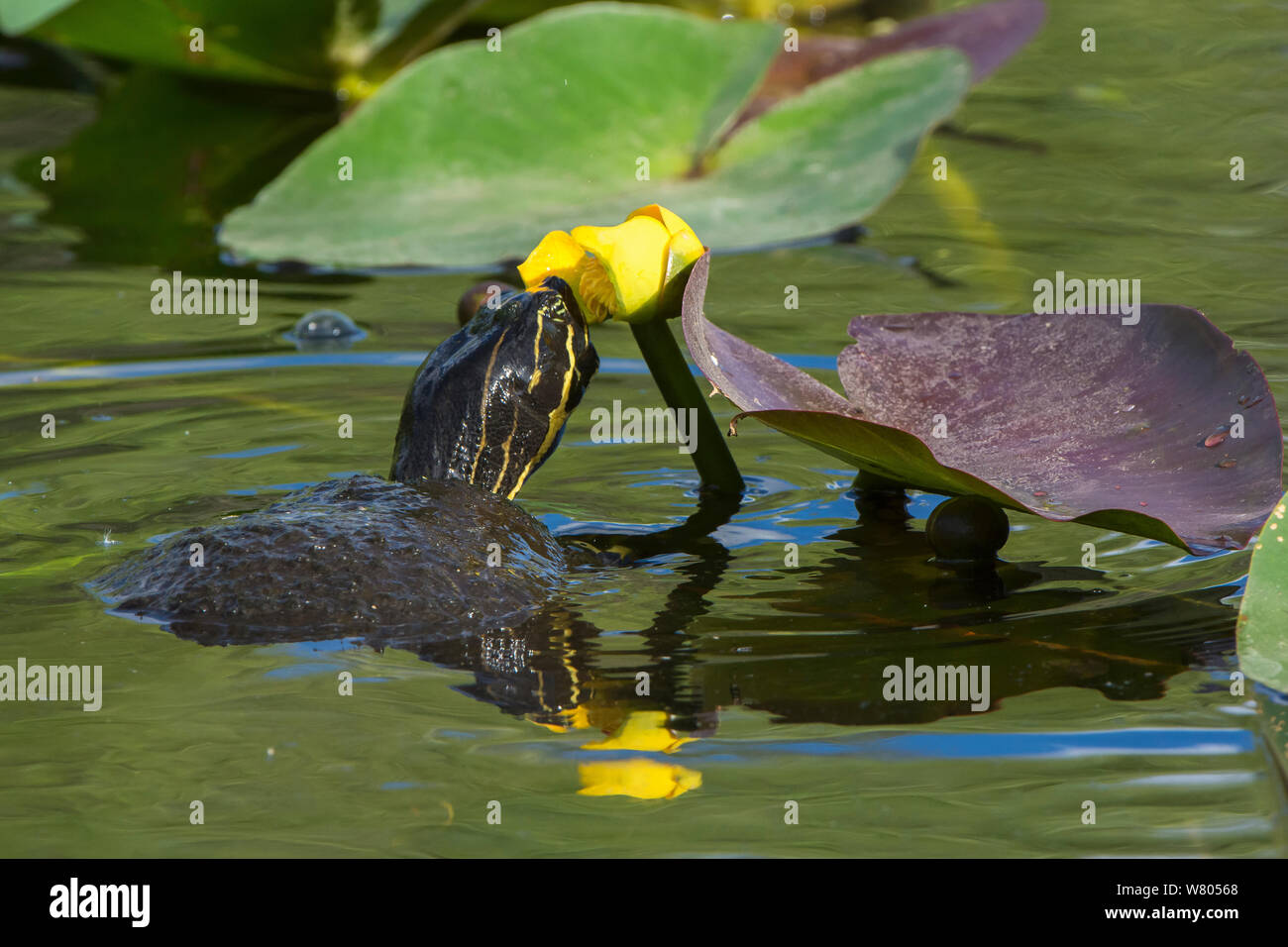 Florida cooter (Pseudemys concinna floridana) looking at Spatterdock waterlily (Nuphar advena), Everglades National Park, Florida, USA, March. Stock Photo