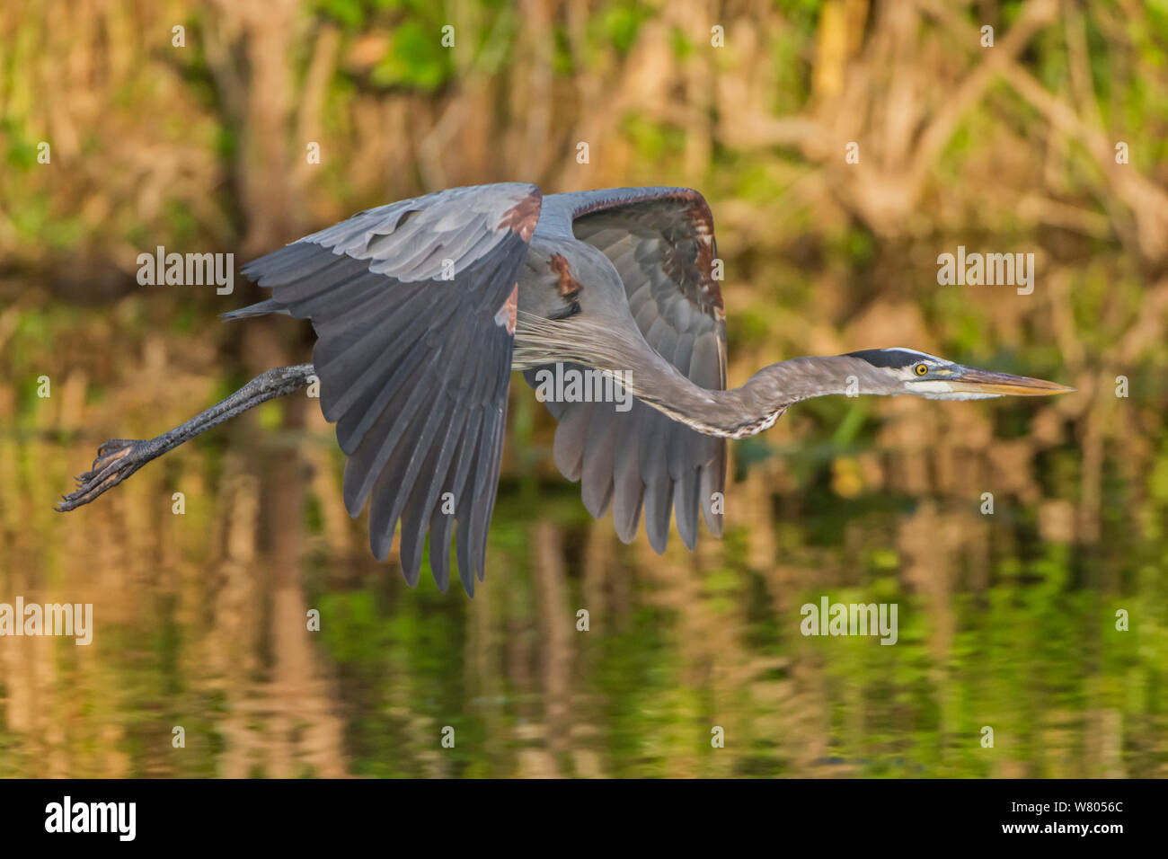 Great blue Heron (Ardea herodias) in flight  over water at sunset, Everglades National Park, Florida, USA, March. Stock Photo