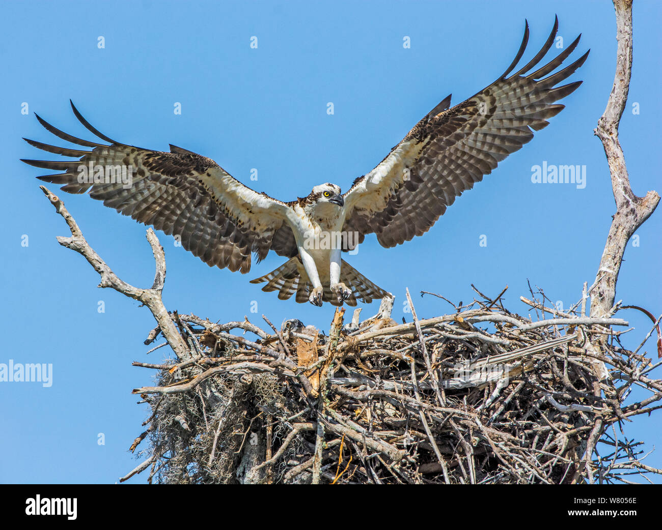 Osprey (Pandion haliaetus) at nest. Everglades National Park, Florida, USA, March. Stock Photo