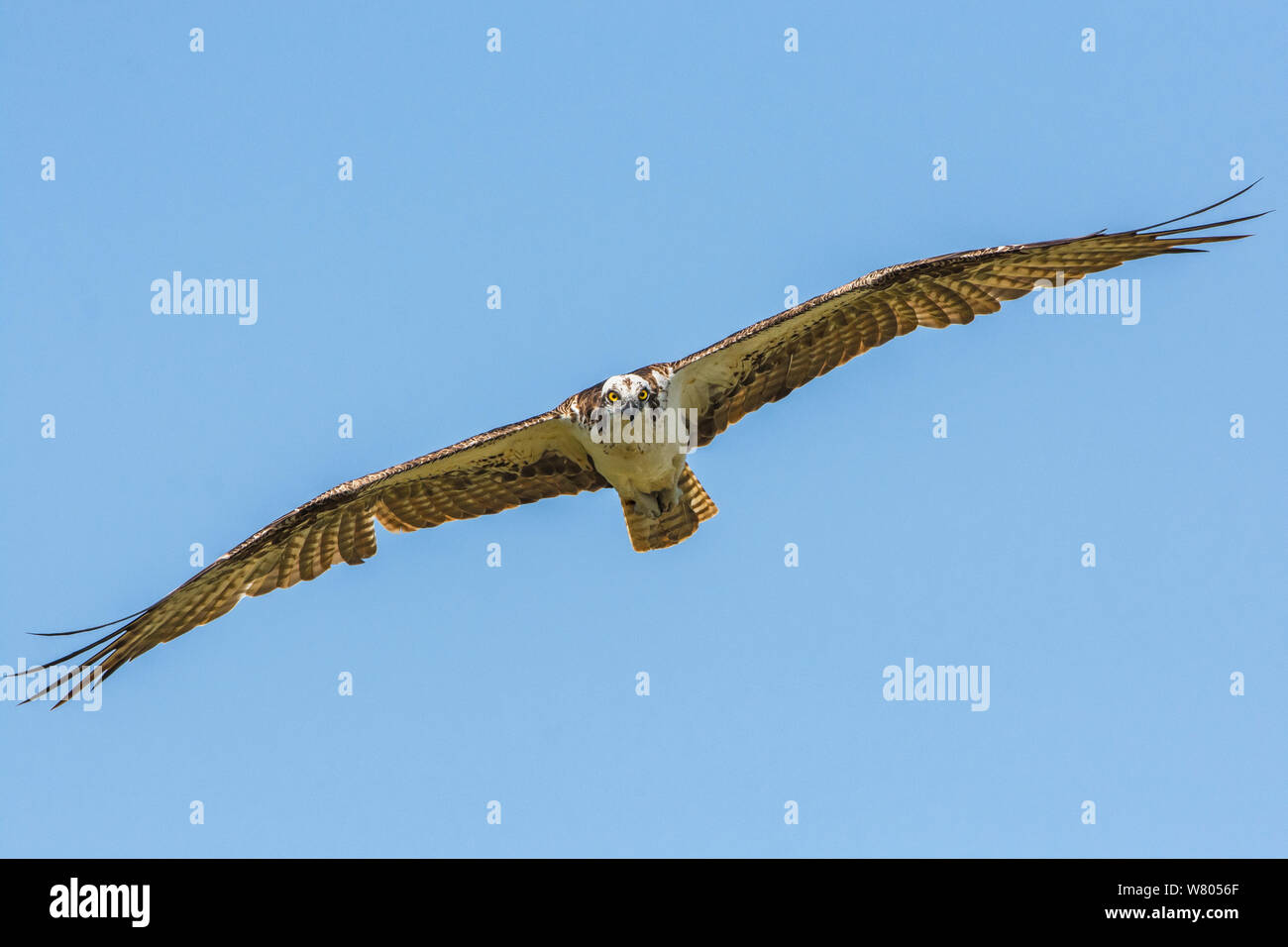 Osprey (Pandion haliaetus) in flight, Everglades National Park, Florida, USA, March. Stock Photo