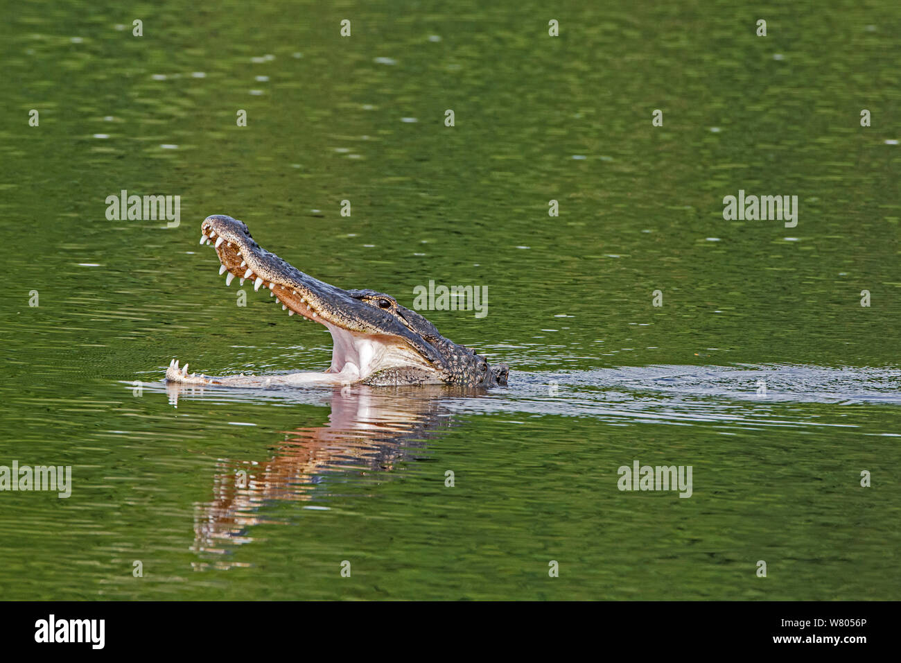 American alligator (Alligator mississippiensis) swimming with mouth open to thermoregulate, Myakka River State Park, Florida, USA, March. Stock Photo