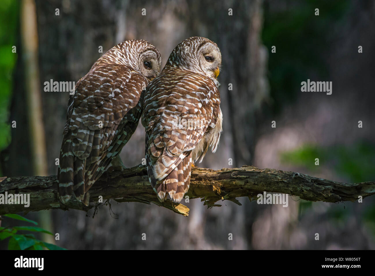 Barred owl (Strix varia) two sitting side by side, rear view, Corkscrew Swamp Audubon Sanctuary, Florida, USA, March. Stock Photo