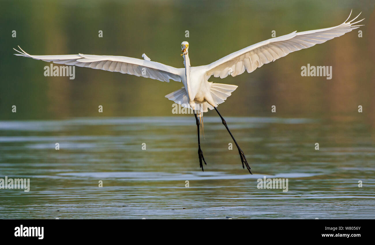 Great egret (Ardea alba) taking off with frog prey in mouth, Myakka River State Park, Florida, USA, March Stock Photo
