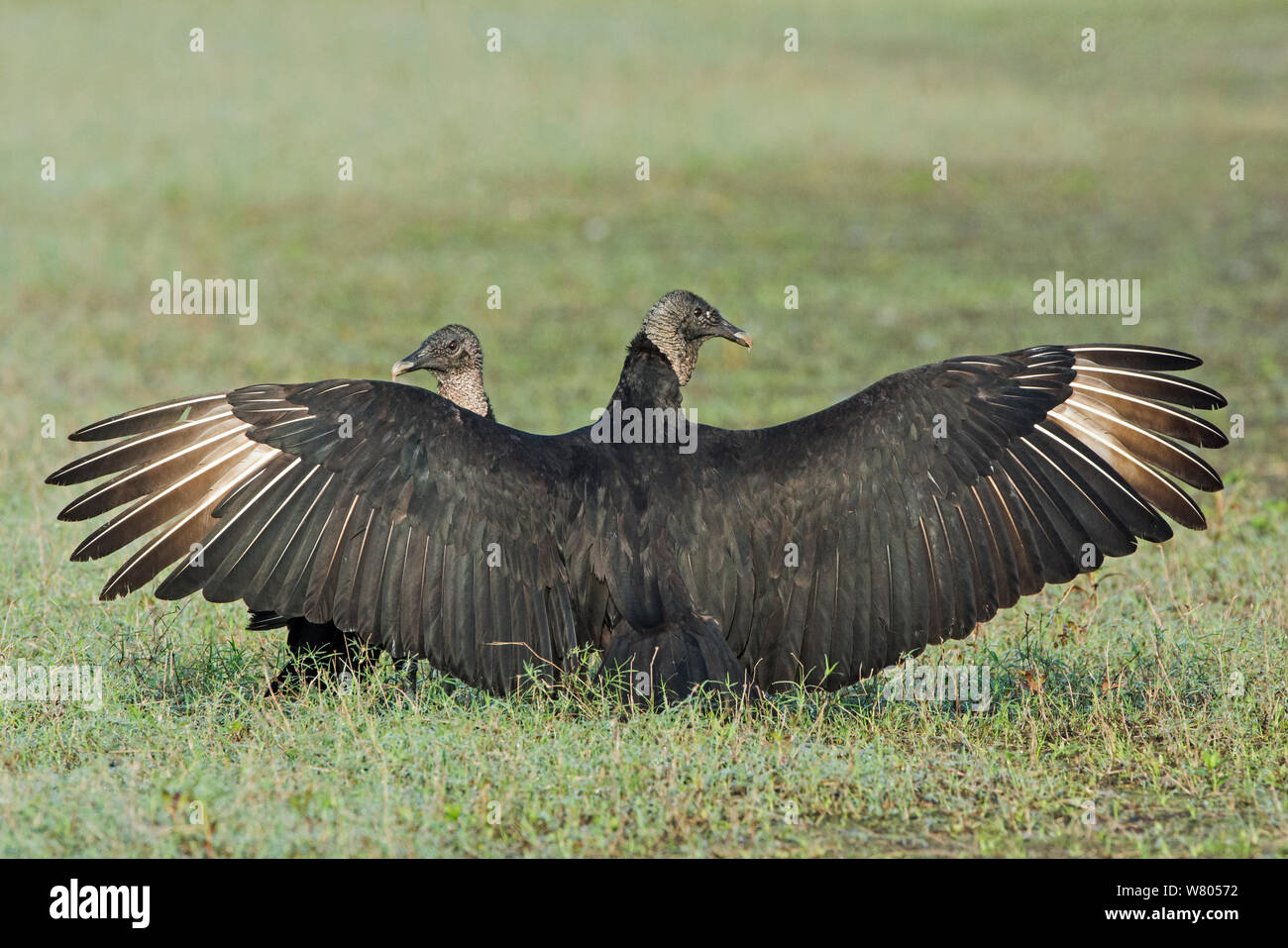 Black vulture (Coragyps atratus) on ground with wings spread to protect carcass, Myakka River State Park, Florida, USA, March. Stock Photo