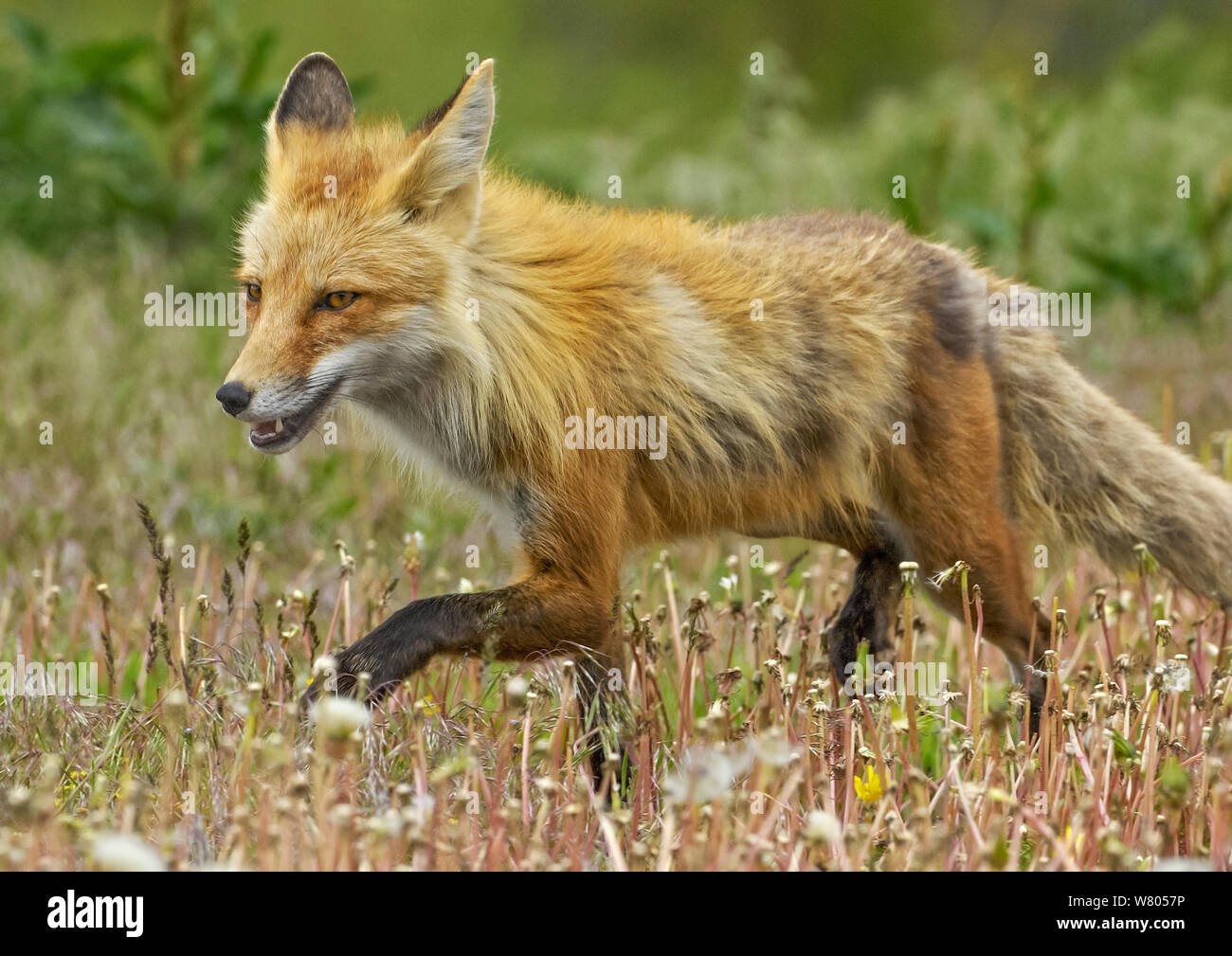 American red Fox (Vulpes vulpes fulva) yawning. Grand Teton National Park, Wyoming, USA. June. Stock Photo