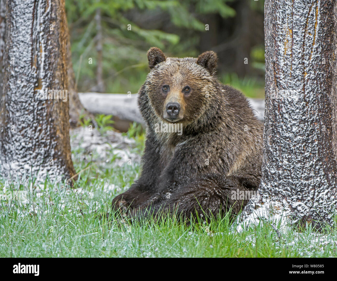 Grizzly bear (Ursus arctos horribilis)  Yellowstone National Park, Wyoming, USA, June. Stock Photo