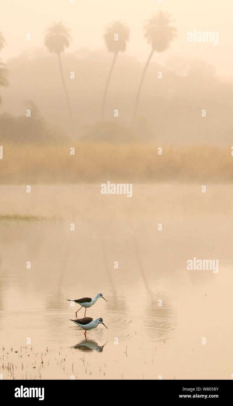 Indian stilt bird hires stock photography and images Alamy