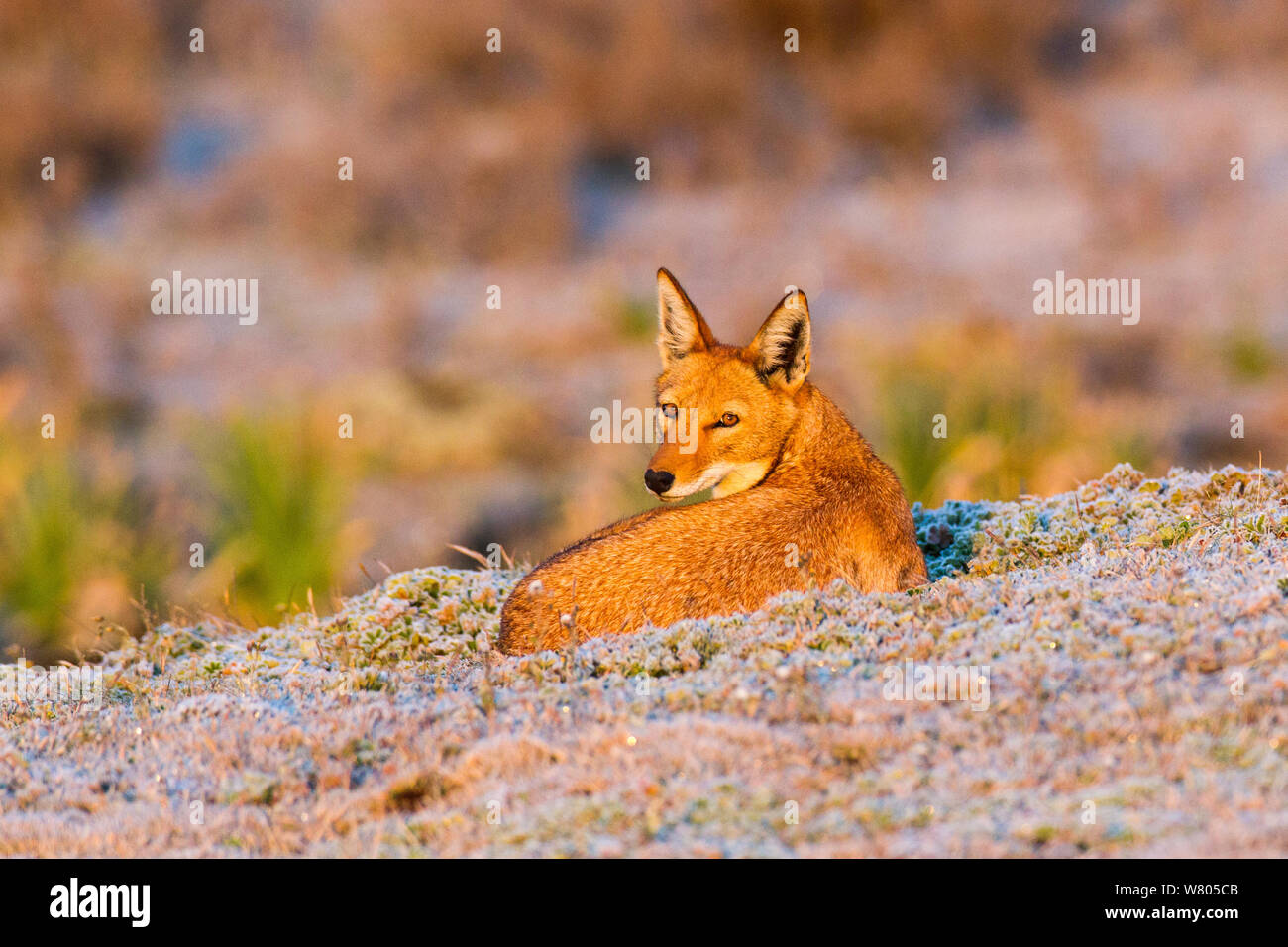 Ethiopian wolf (Canis simensis) sleeping at sunrise, Ethiopia. Stock Photo