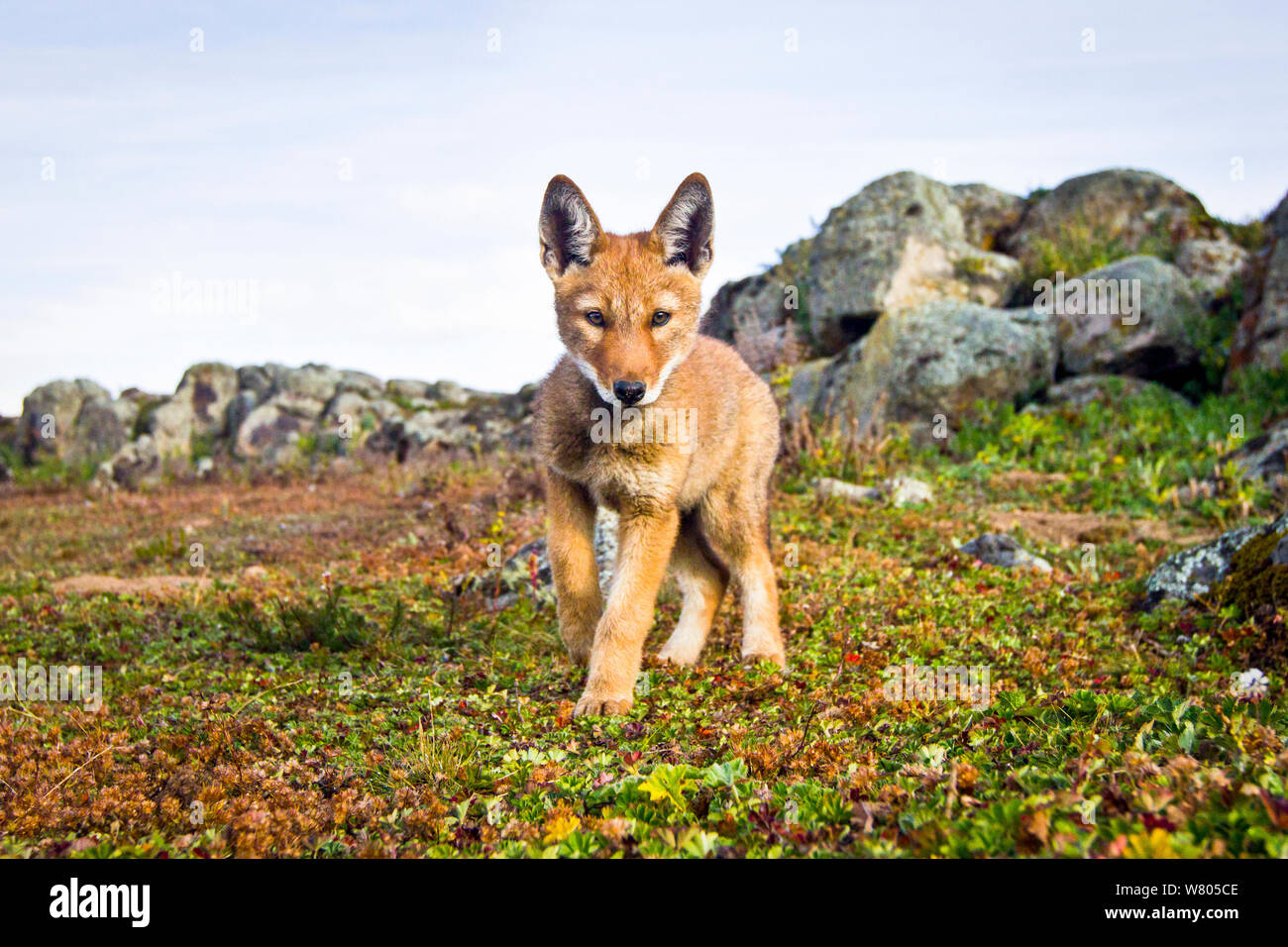 Ethiopian wolf (Canis simensis) pup, approaching remote camera, Web Valley, Bale Mountains National Park, Ethiopia. Stock Photo
