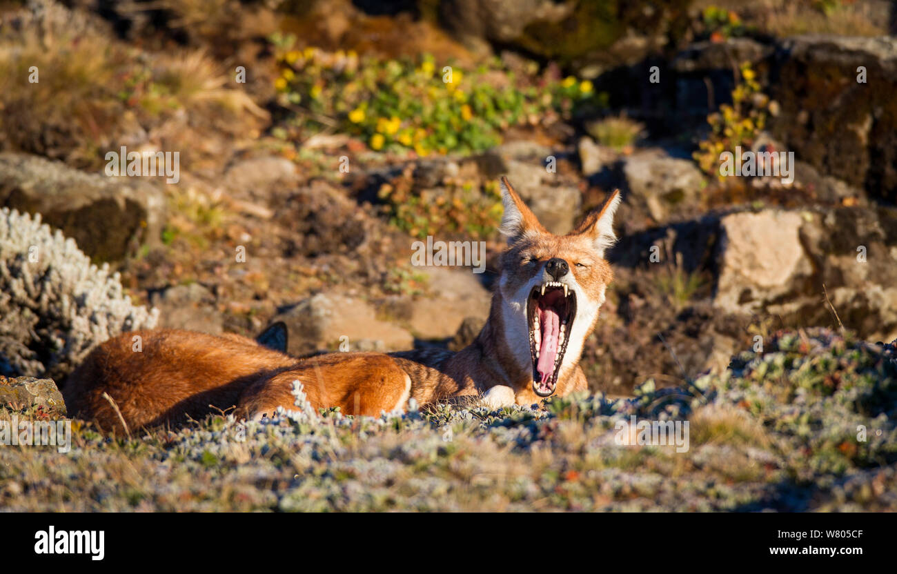 Ethiopian wolf (Canis simensis) yawning in morning, Ethiopia. Stock Photo