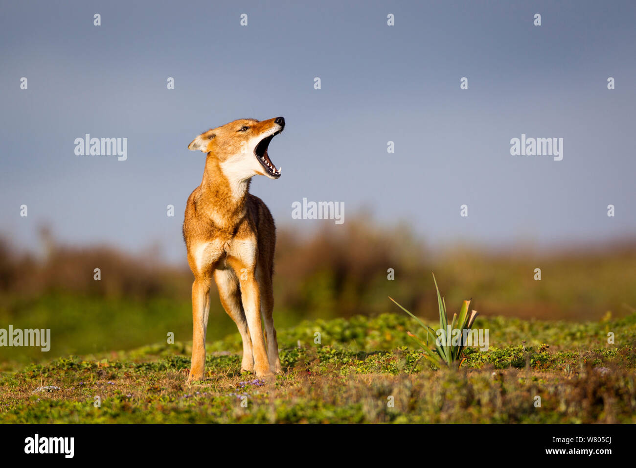 Ethiopian wolf (Canis simensis) barking / howling, Ethiopia. Stock Photo