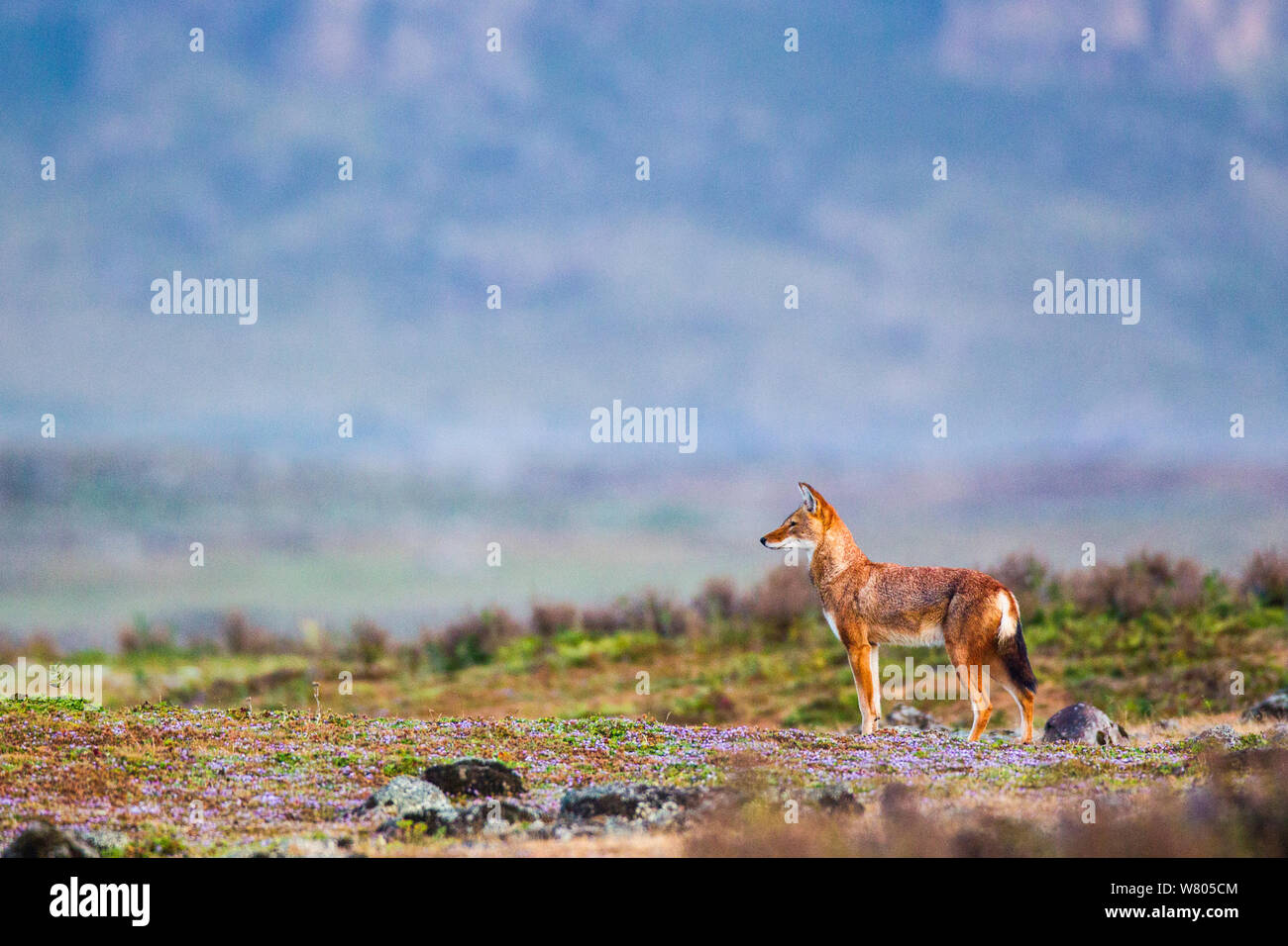 Ethiopian wolf (Canis simensis) scanning the surroundings while patrolling the pack&#39;s territory, Ethiopia, November. Stock Photo