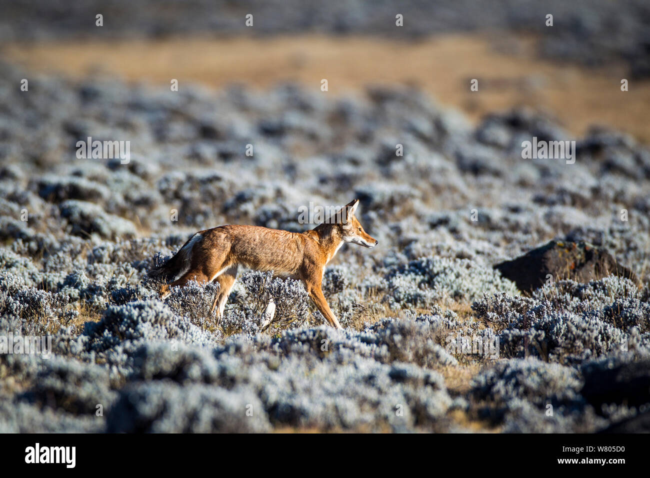 Ethiopian wolf (Canis simensis) on the Sanetti Plateau, Ethiopia. Stock Photo