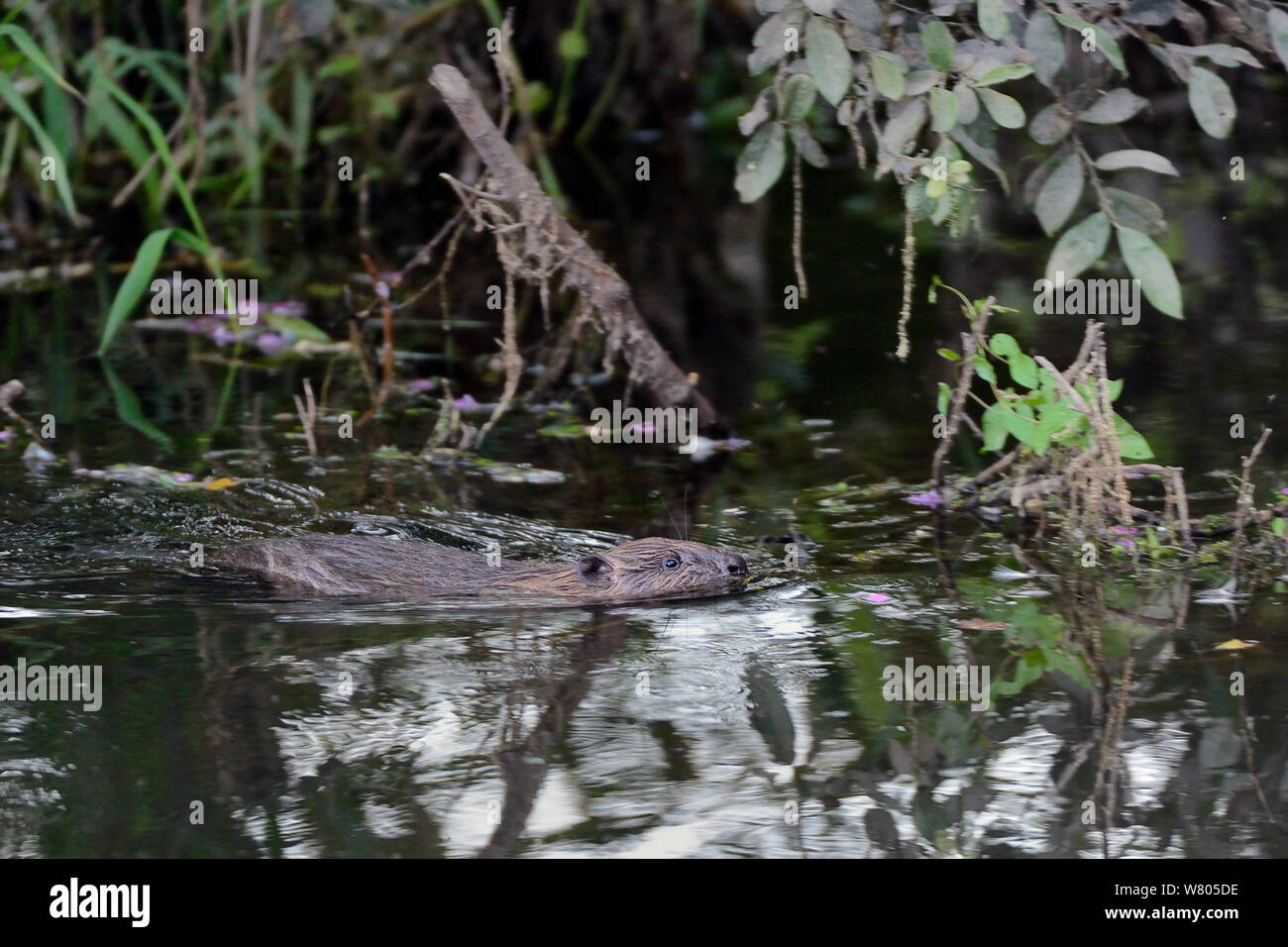 Young Eurasian beaver (Castor fiber) kit swimming. Wild kit born in the River Otter, during Devon Beaver Trial, managed by the Devon Wildlife Trust. Devon, UK, August 2015. Stock Photo