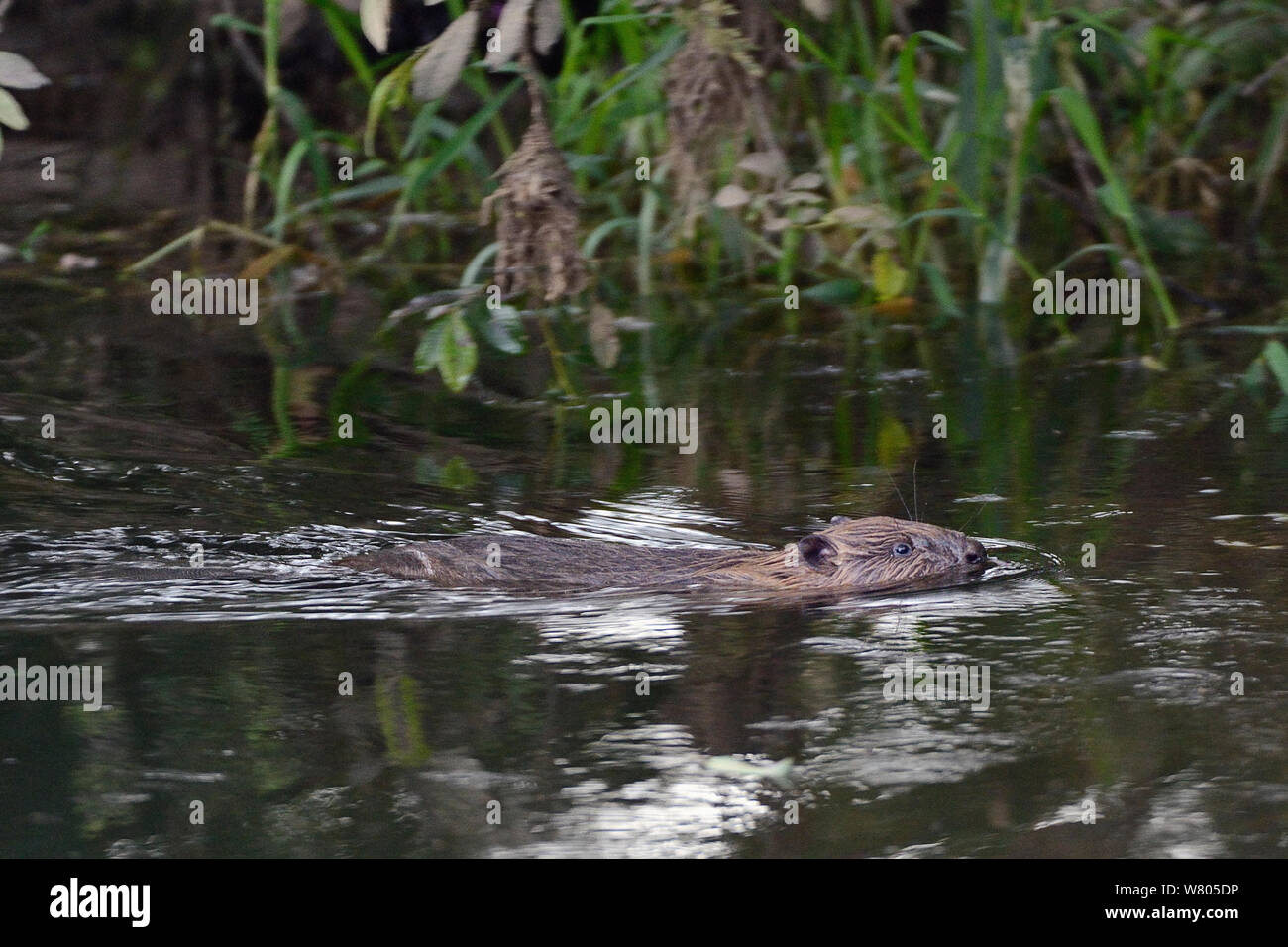 Young Eurasian beaver (Castor fiber) kit swimming. Wild kit born in the River Otter, during Devon Beaver Trial, managed by the Devon Wildlife Trust. Devon, UK, August 2015. Stock Photo