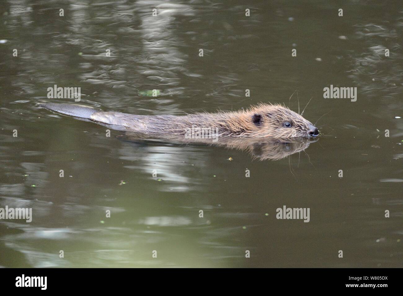 Young Eurasian beaver (Castor fiber) kit swimming at dusk, born in the wild on the River Otter, part of a release project managed by the Devon Wildlife Trust, Devon, England, UK, August 2015. Stock Photo