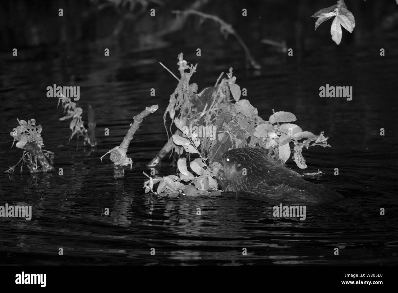 Eurasian beaver (Castor fiber) kit feeding on Willow (Salix) leaves at night, born in the wild on the River Otter, part of a release project managed by the Devon Wildlife Trust, Devon, England, UK, August 2015. Stock Photo