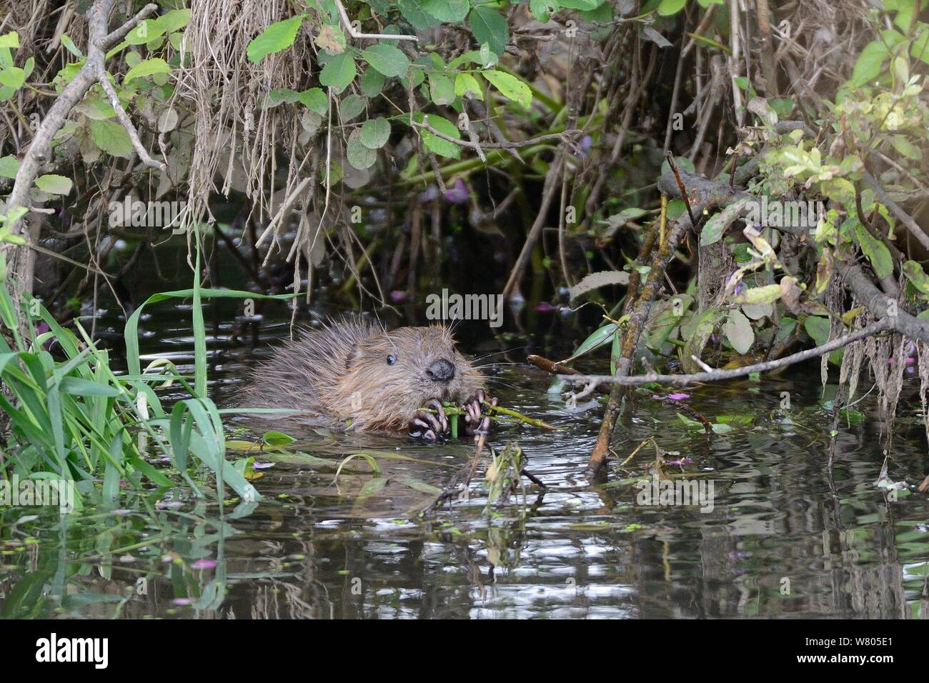 Eurasian beaver (Castor fiber) kit feeding on Willow (Salix), born in the wild on the River Otter, part of a release project managed by the Devon Wildlife Trust, Devon, England, UK, August 2015. Stock Photo