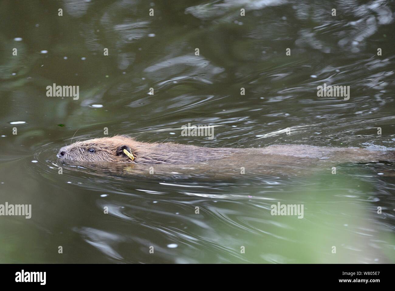 Ear-tagged adult female Eurasian beaver (Castor fiber) swimming on the River Otter at dusk, part of a release project managed by the Devon Wildlife Trust, Devon, England, UK, August 2015. Stock Photo