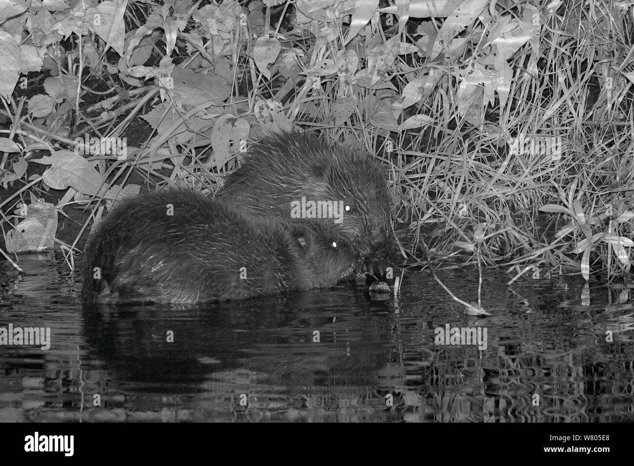 Two Eurasian beaver (Castor fiber) kits feeding on Willow (Salix) at night, born in the wild on the River Otter, part of a release project managed by the Devon Wildlife Trust, Devon, England, UK, August 2015. Stock Photo