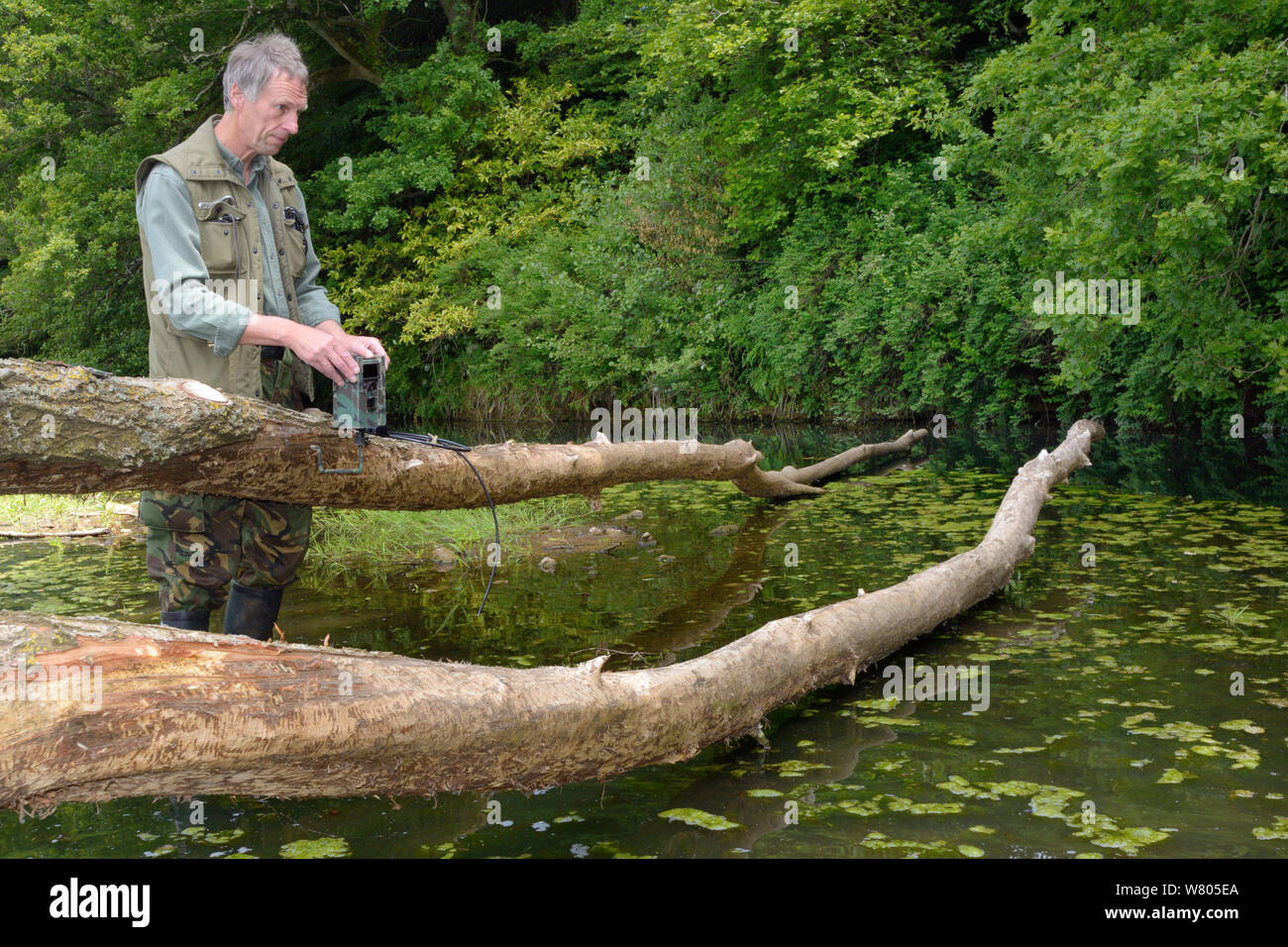 Tom Buckley setting up an infra red trailcam on a Willow tree (Salix sp.) felled by Eurasian beavers (Castor fiber) on the banks of the River Otter, Devon, England, UK, May. Model released. Stock Photo