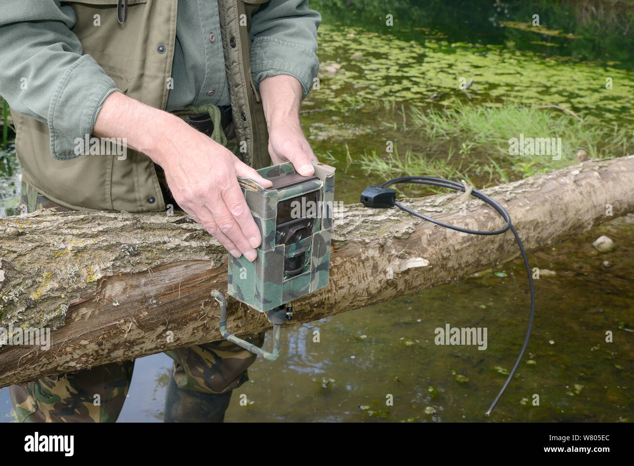 Tom Buckley setting up an infra red trailcam on a Willow tree (Salix sp.) felled by Eurasian beavers (Castor fiber) on the banks of the River Otter, Devon, England, UK, May. Model released. Stock Photo