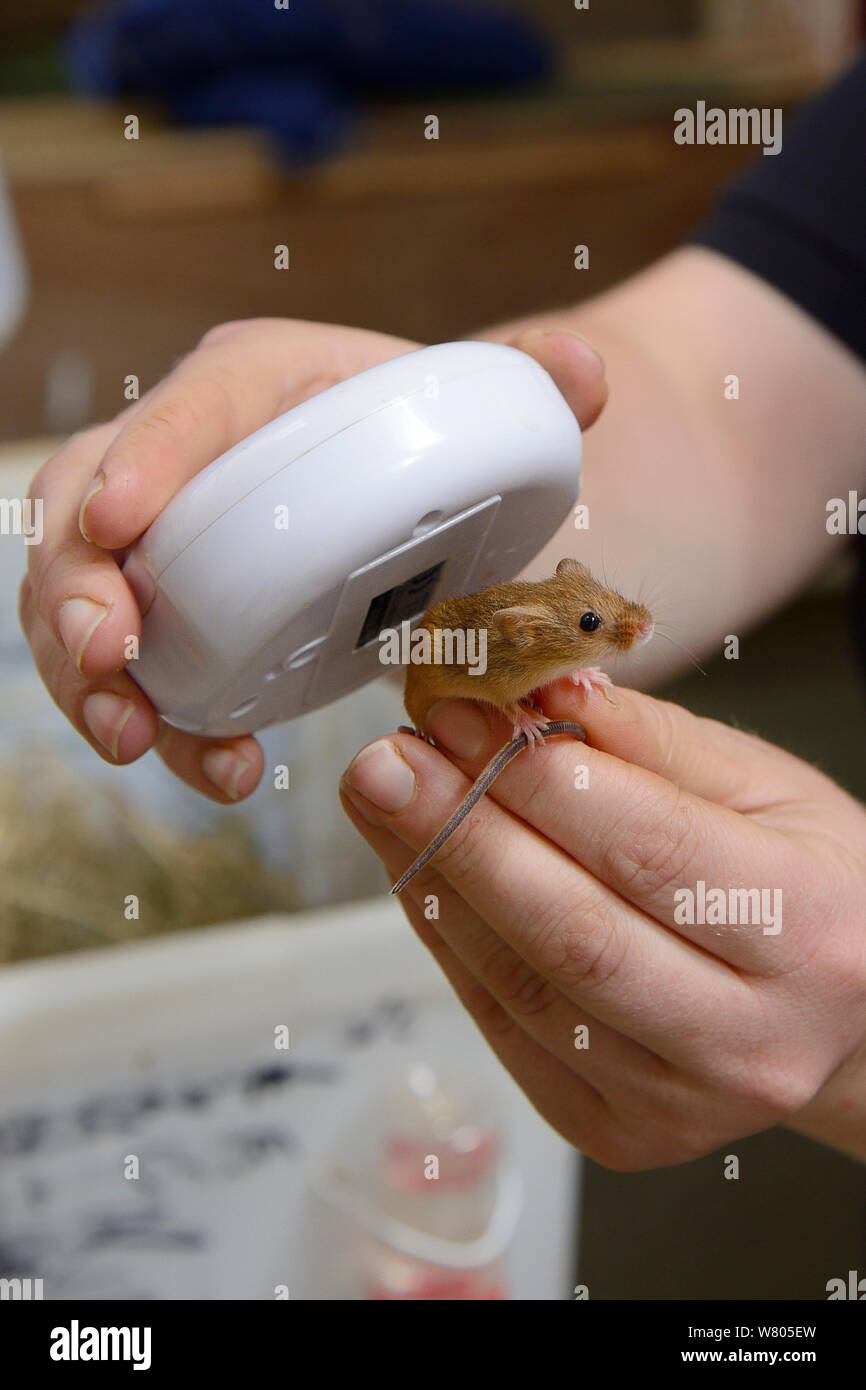 Researcher checking transponder code on microchipped Harvest mouse (Micromys minutus) prior to release, Moulton College, Northampton, UK, June.  Model released. Stock Photo