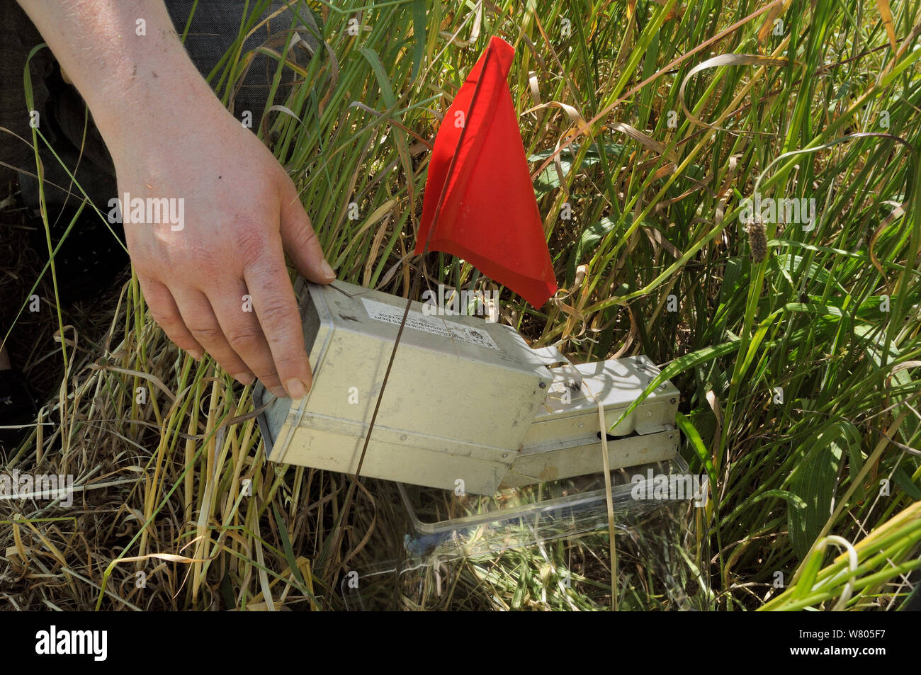 Researcher placing small mammal trap in field enclosure to survey Harvest mice (Micromys minutus) after release, Moulton, Northampton, UK, June.  Model released. Stock Photo
