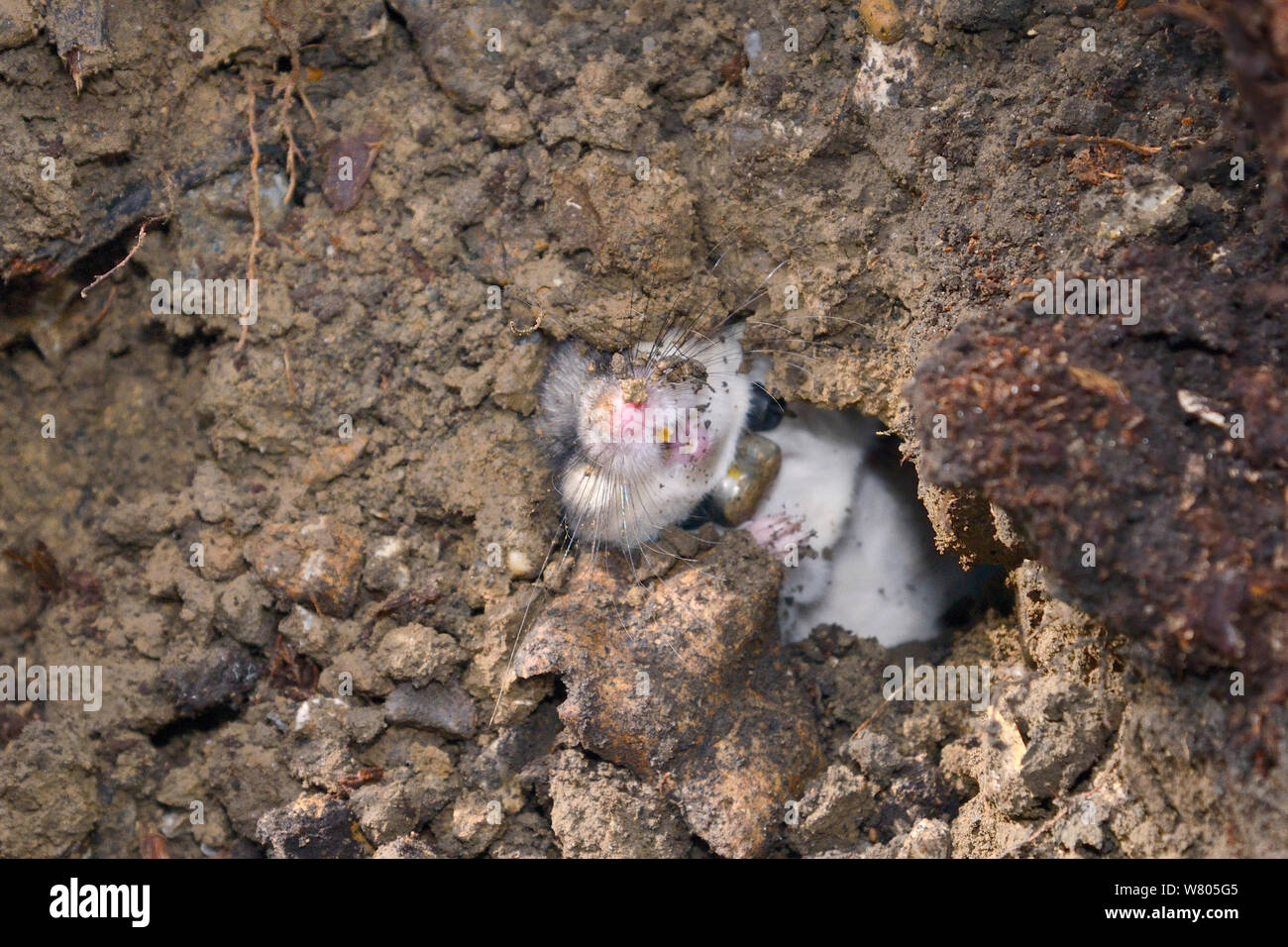Radio-collared Edible / Fat Dormouse (Glis glis) in its winter hibernation burrow, excavated during a survey in woodland where this European species has become naturalised, Buckinghamshire, UK, April. Stock Photo