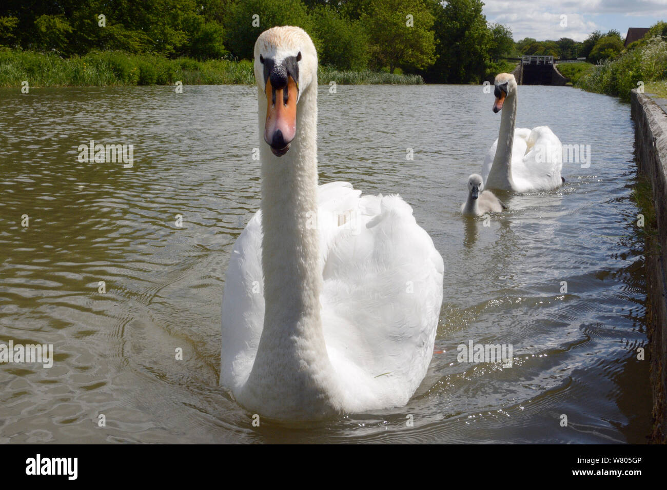 Mute swan pair (Cygnus olor) with a young cygnet approaching on the Kennet and Avon canal, Caen Hill, Devizes, Wiltshire, June. Stock Photo