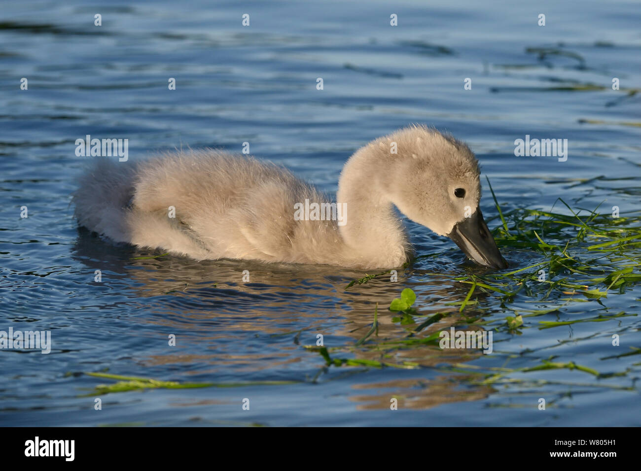 Young Mute swan cygnet (Cygnus olor) foraging at sunset, Wiltshire, UK, June. Stock Photo