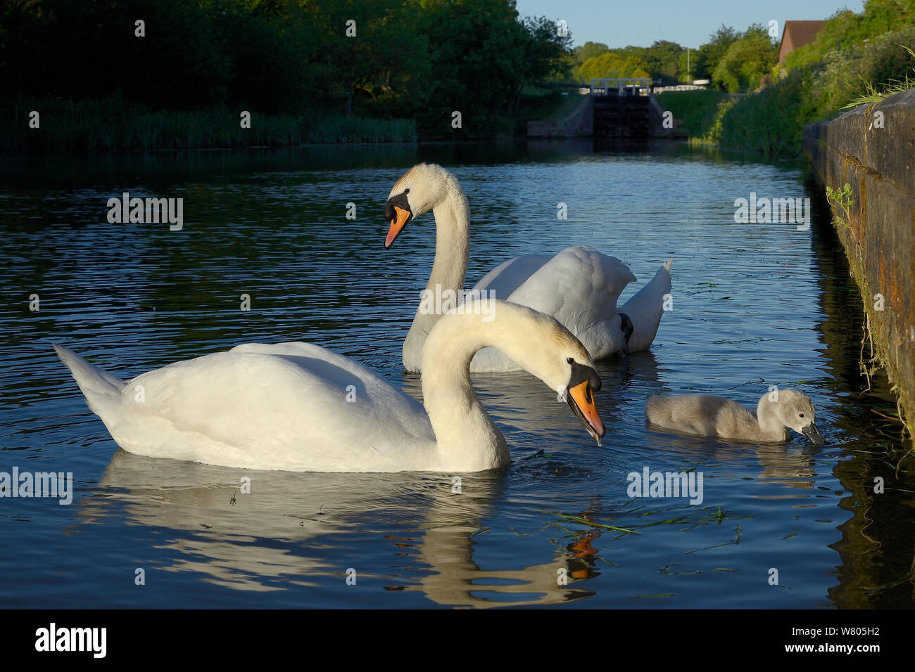 Mute swan pair (Cygnus olor) with a young cygnet foraging, Kennet and Avon canal, Caen Hill, Devizes, Wiltshire, UK, June. Stock Photo