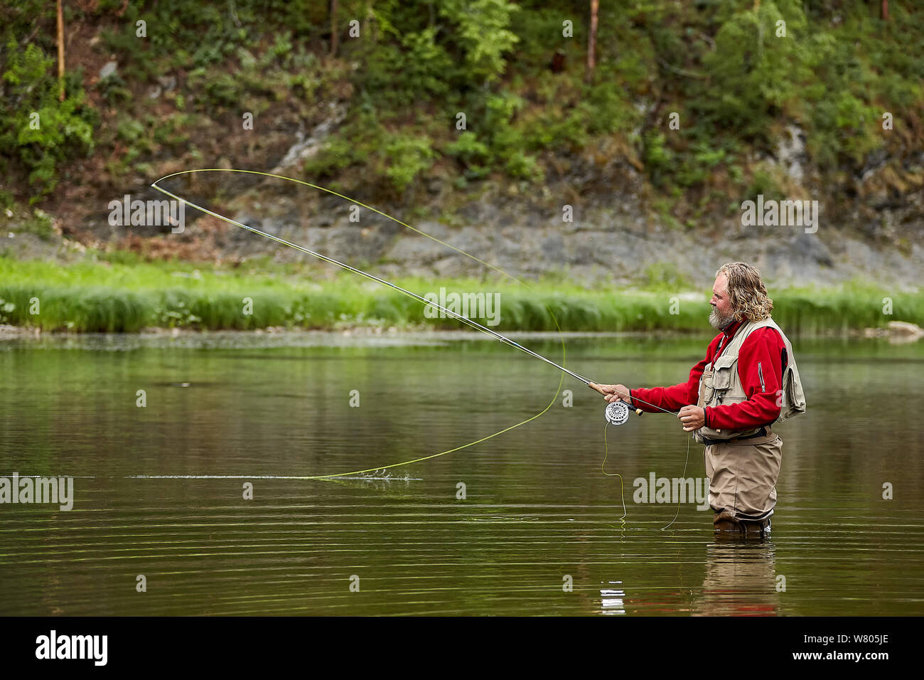 A fisherman catches fish on the river using fly fishing gear. Angler stands in  water above his knees, wearing a waterproof jumpsuit. Stock Photo