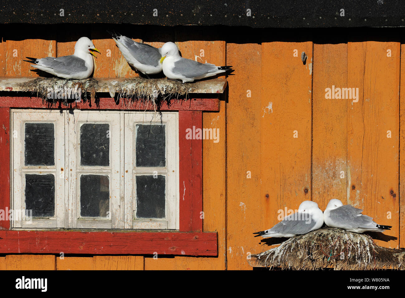 Kittiwakes (Rissa tridactyla) nesting on wall of house, Vardo town, Varanger Peninsula, Norway, March. Stock Photo