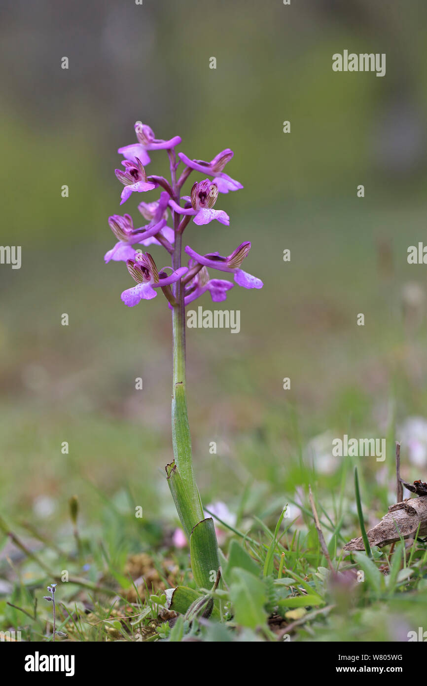 Lesser green-winged orchid (Orchis morio picta) Lesbos, Lesvos, Greece, April. Stock Photo